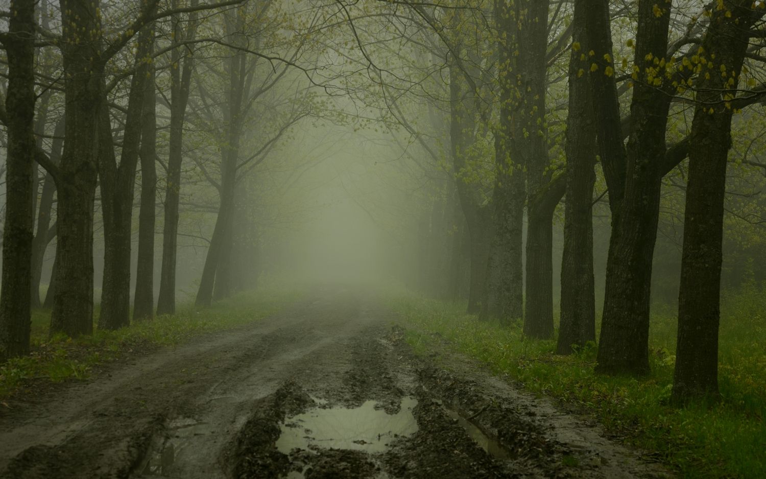 весна туман лес утро дорога, Александр Жарников
