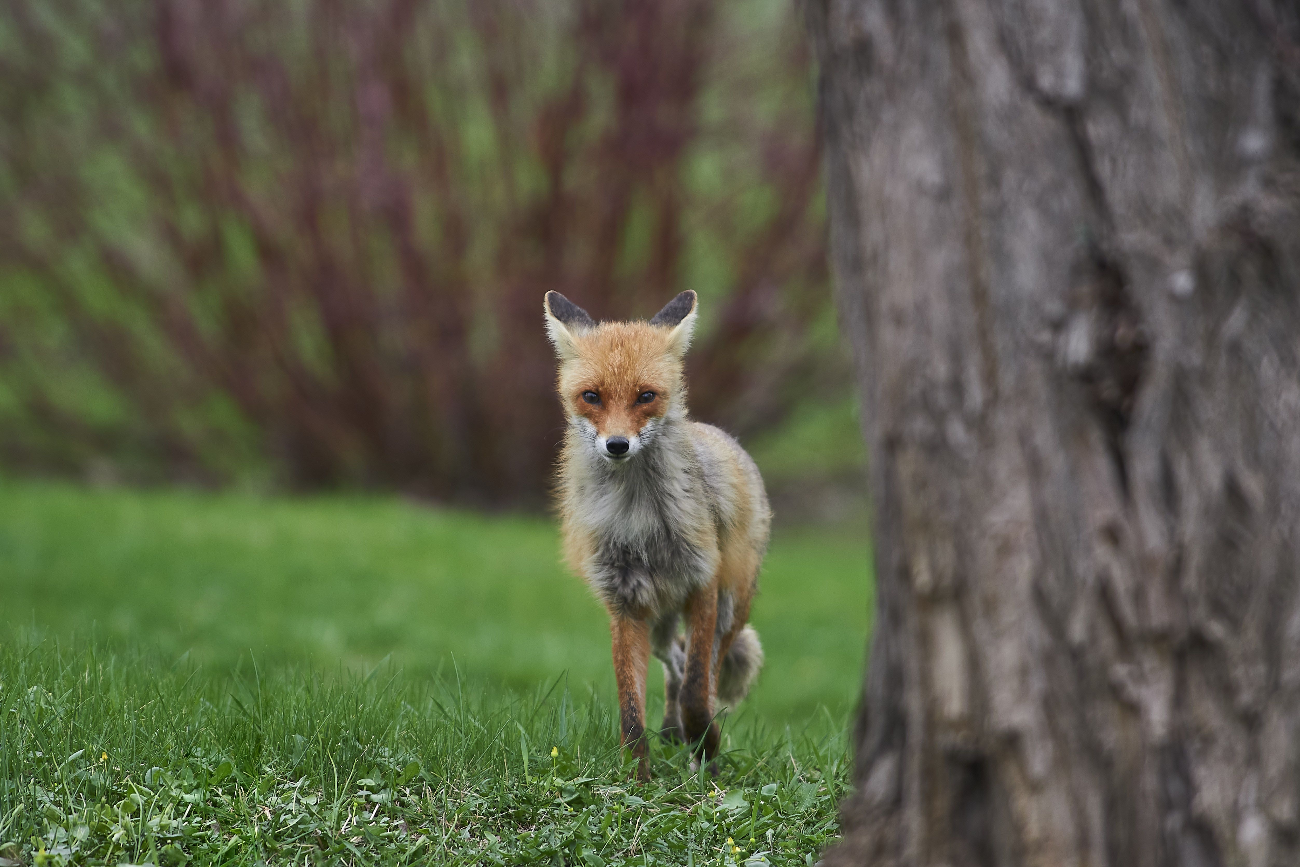 Red fox, Vulpes vulpes, volgograd, russia, wildlife, fox, , Сторчилов Павел