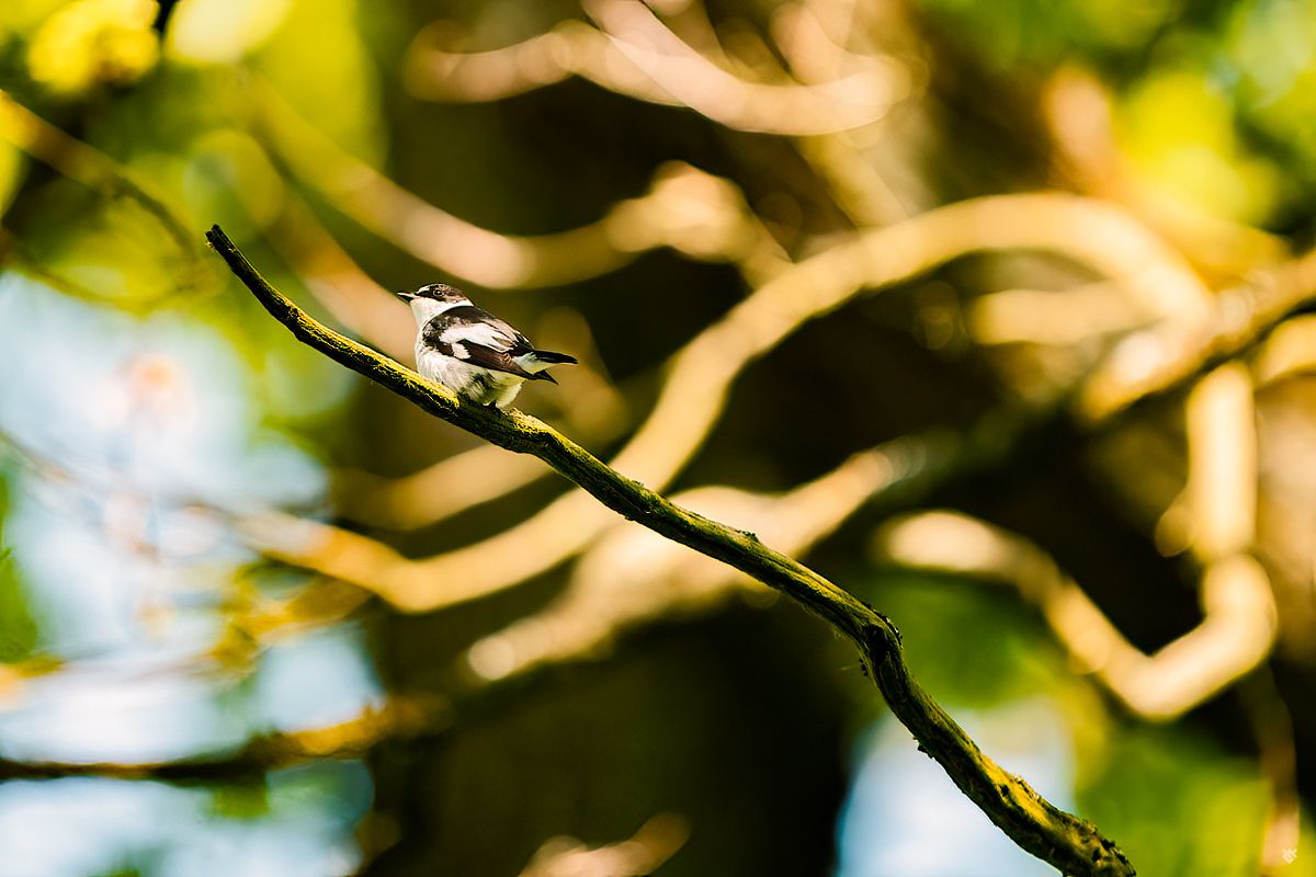 Collared flycatcher, wildlife, birds, nature, Wojciech Grzanka