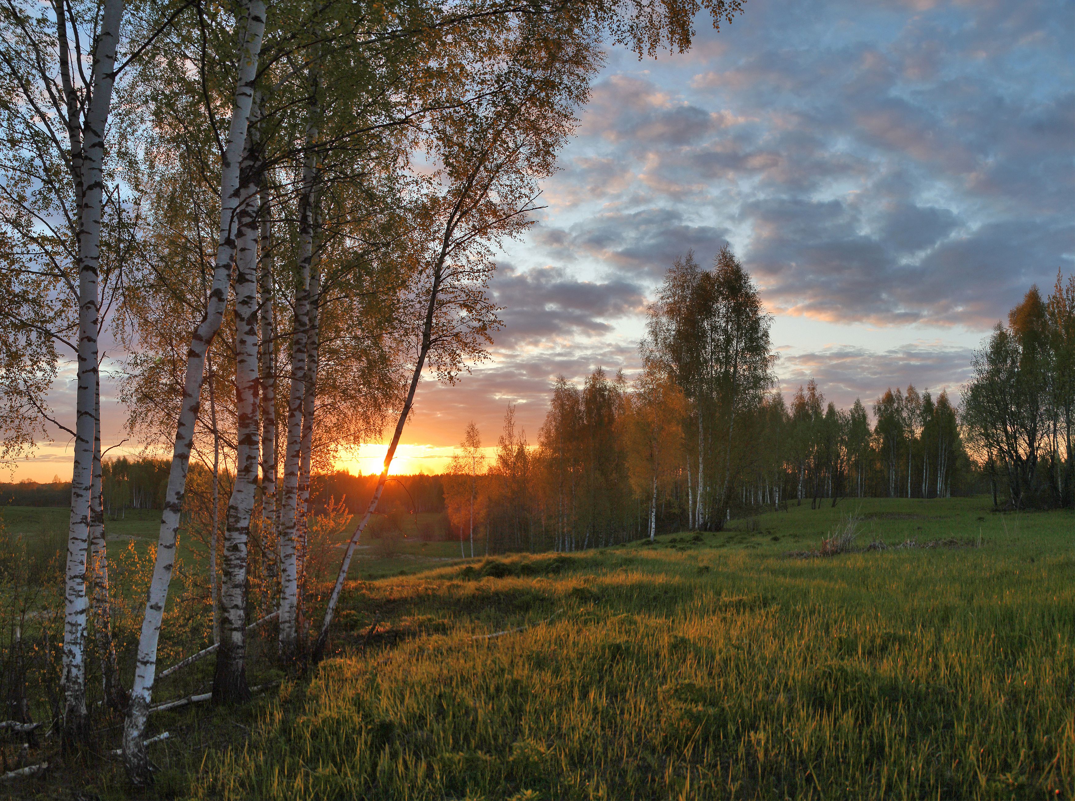 закат , поле , лес , весна, Александр Свистков