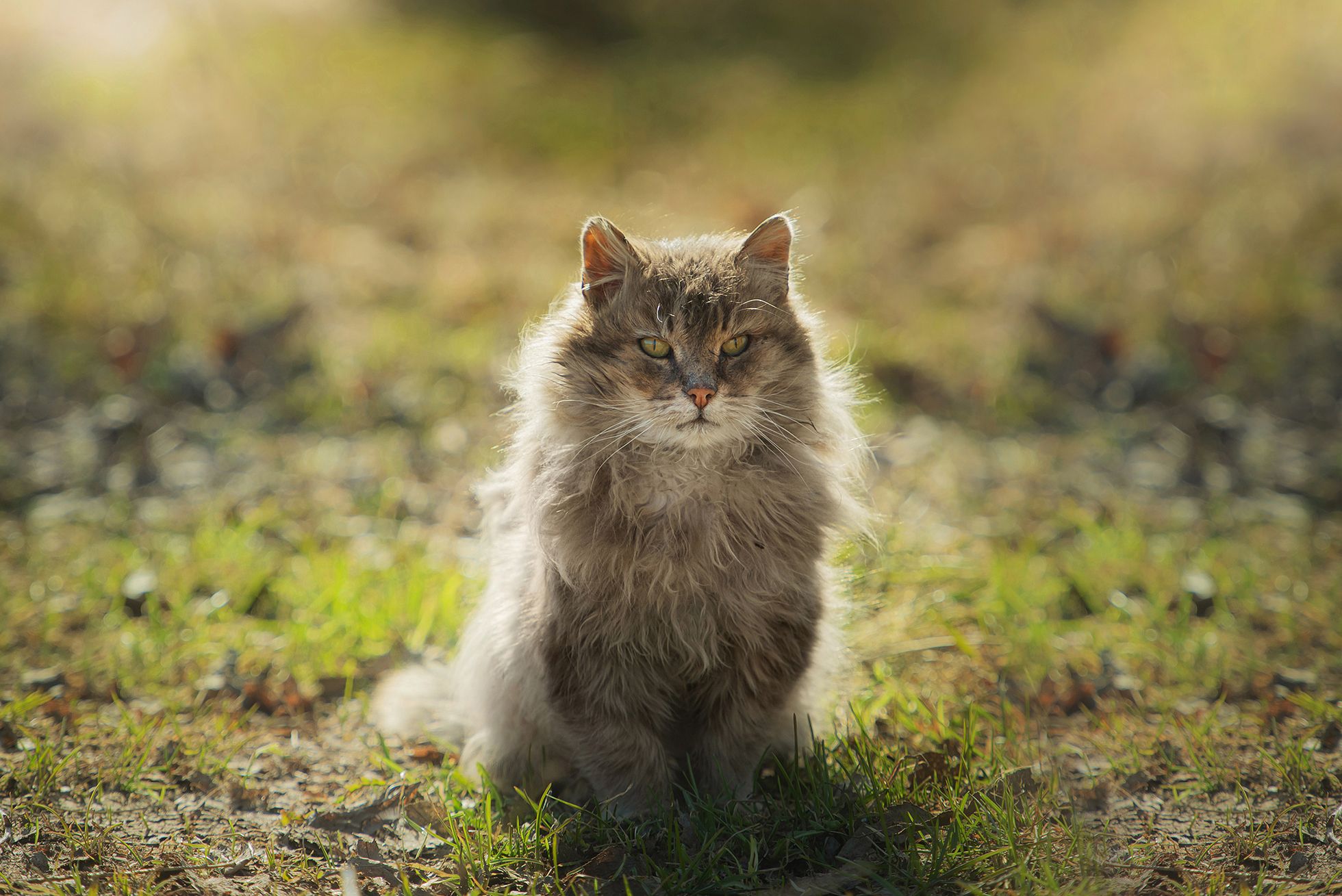 кот пушистый весна длинношерстный взгляд глаза, Сальников Евгений