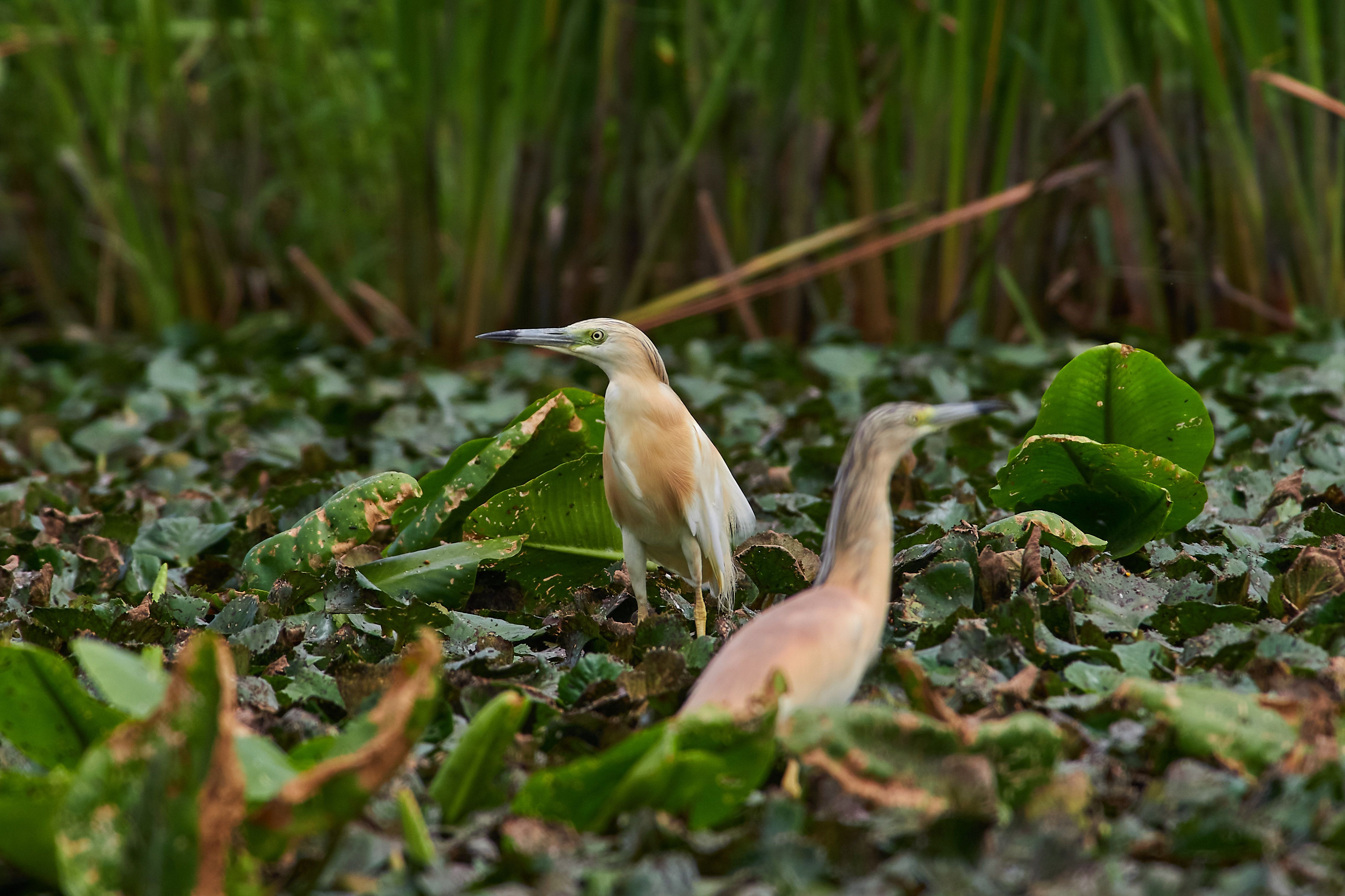 Ardeola ralloides, bird, birds, birdswatching, volgograd, russia, , Сторчилов Павел