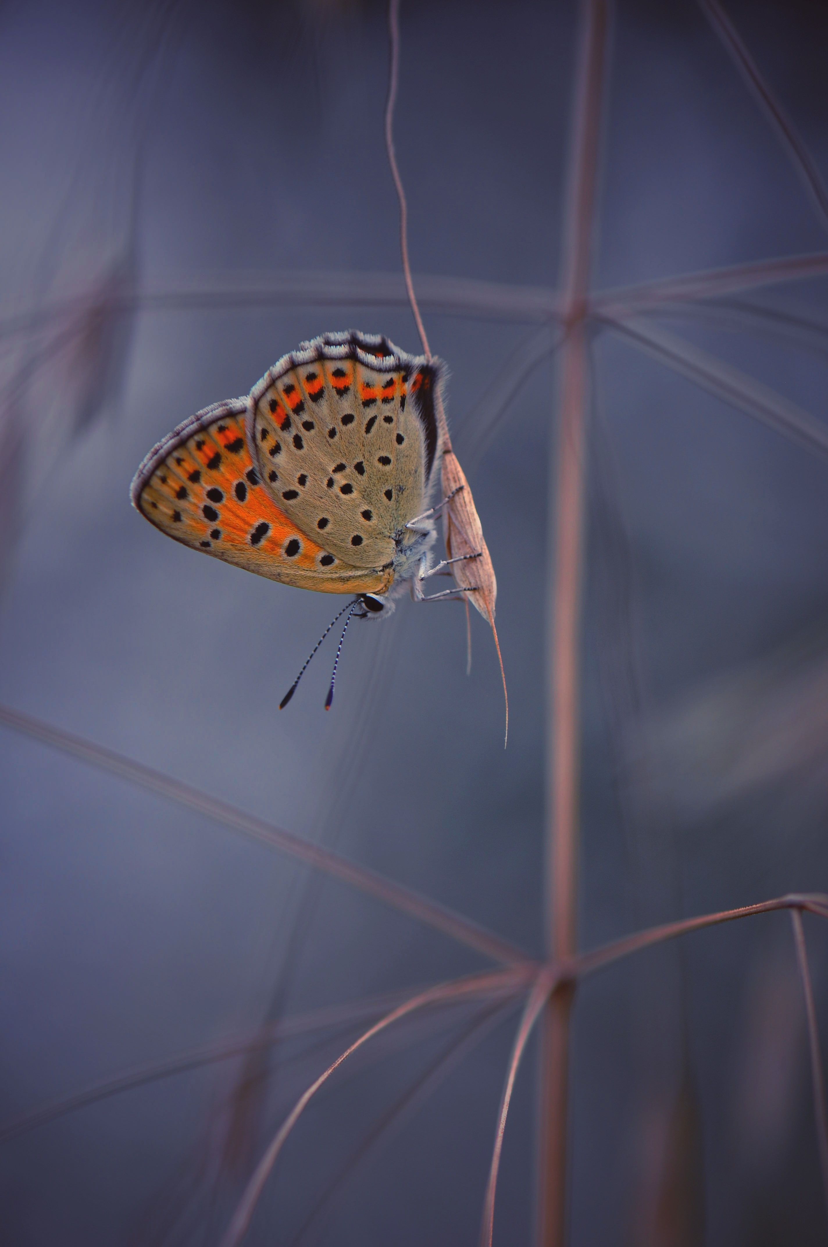 , Герчев Николай