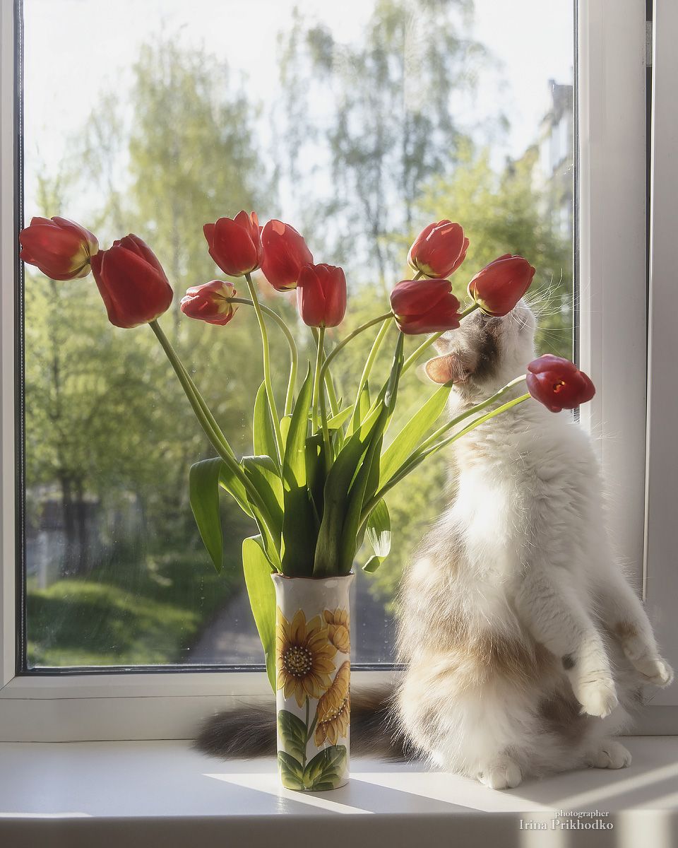 натюрморт, окно, букеты, тюльпаны, цветы, кошка, домашние питомцы, Приходько Ирина
