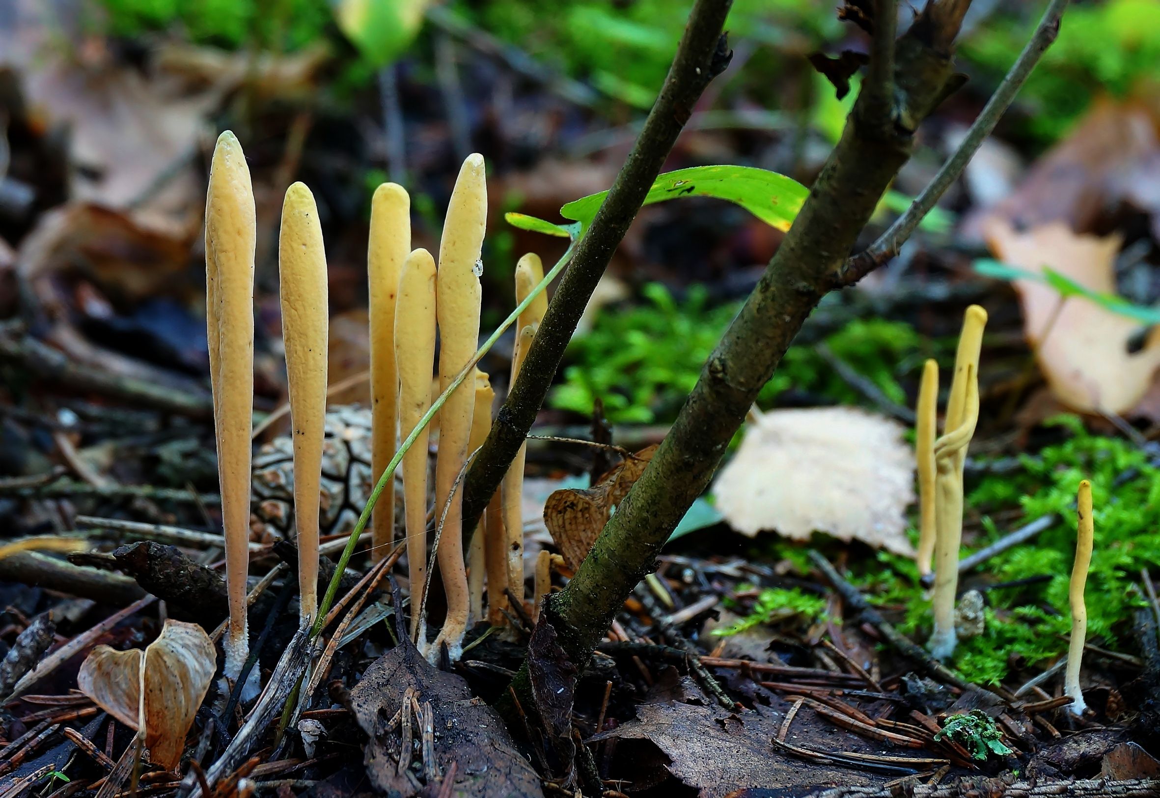 грибы, лес, клавариодельфус язычковый, clavariadelphus ligula, Широких Александр
