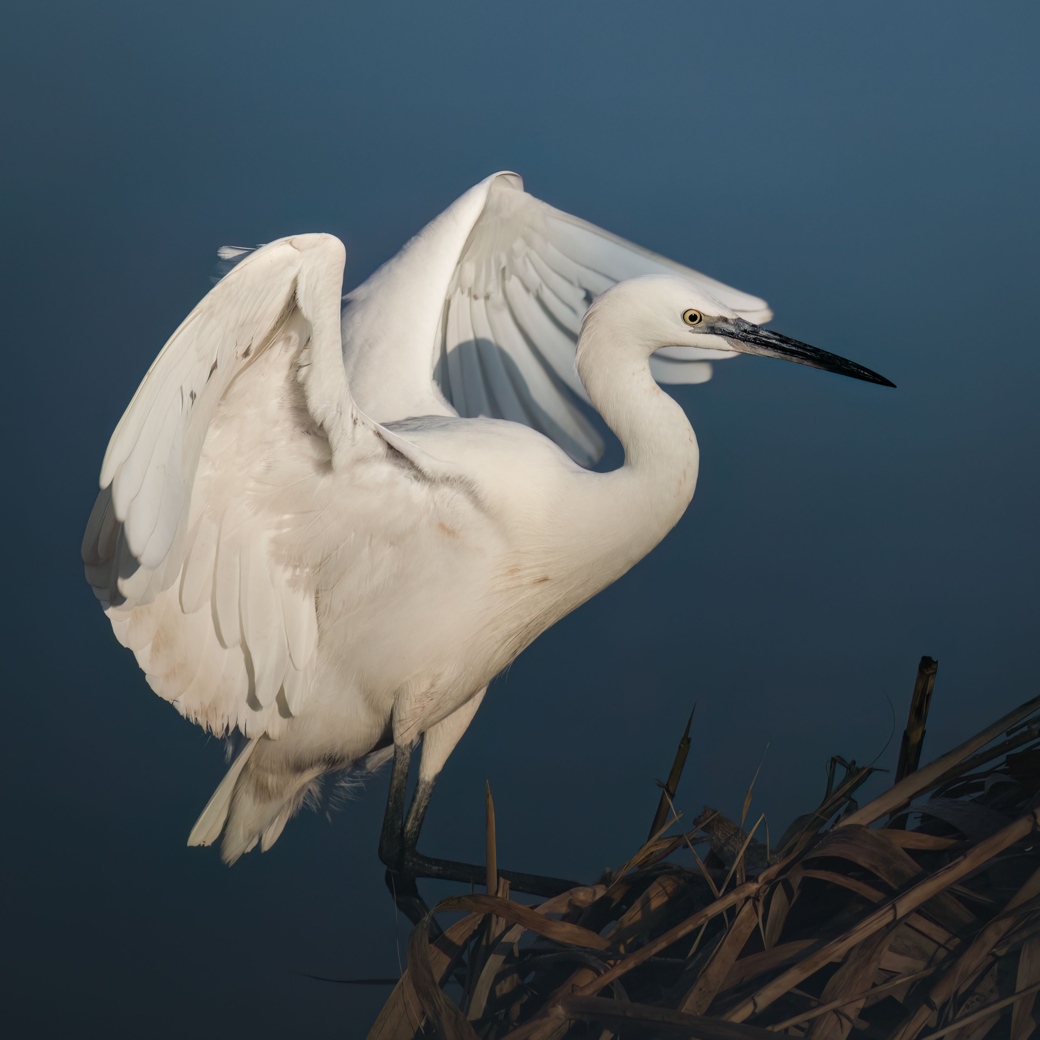 little egret, egret, egrets, bird, birds, animal, animals, wing, wings, feather, feathers, water, river, sun, sun, sunny, day, Ahmed Zaeitar