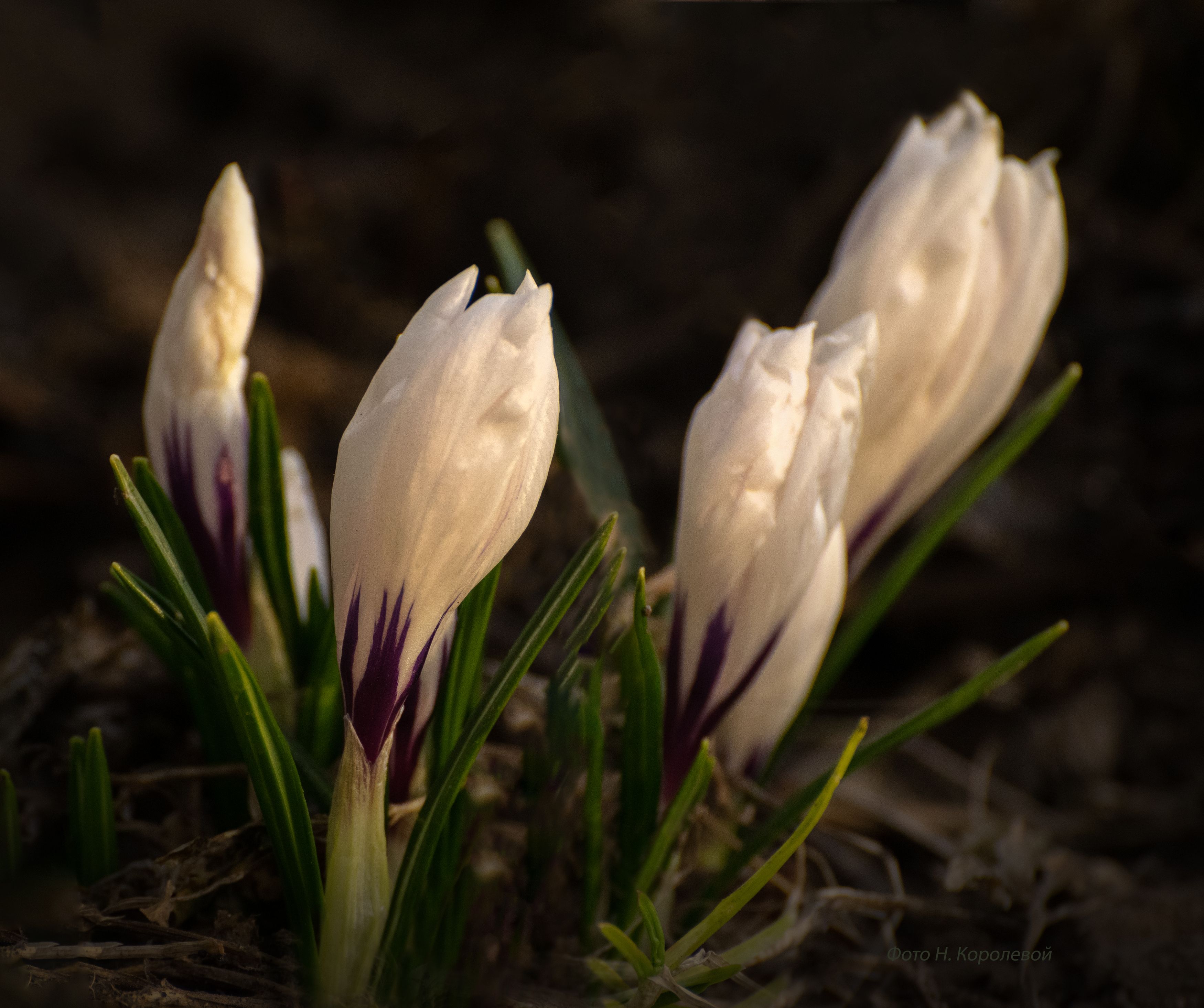 Цветы крокусы весна, Наталья Королева