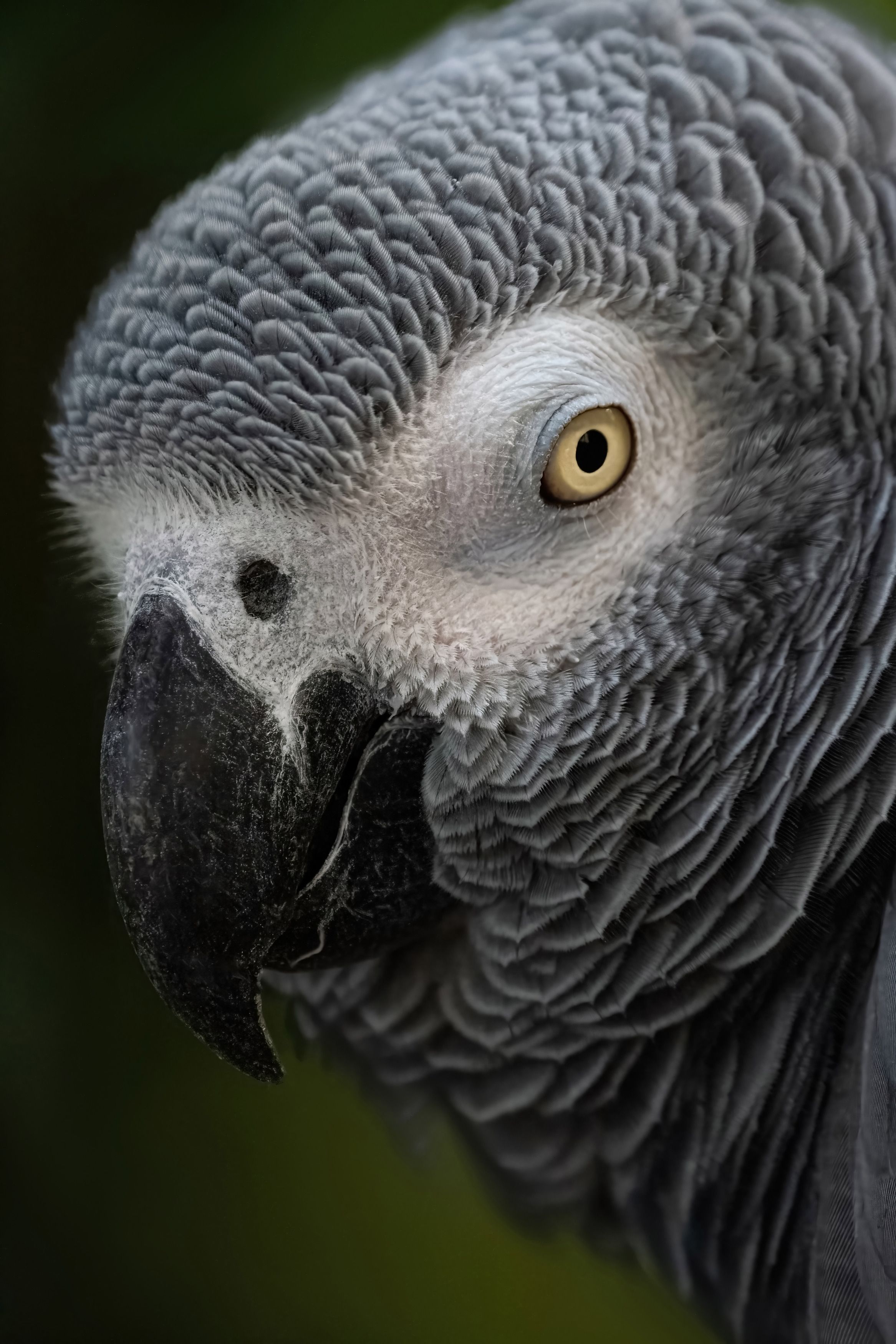 african grey parrot, bird, birds, animal, animals, wing, wings, feather, feathers, sun, sunny, sunrise, day, closeup, close-up, eye, eyes, bird eye, bird eyes, Ahmed Zaeitar