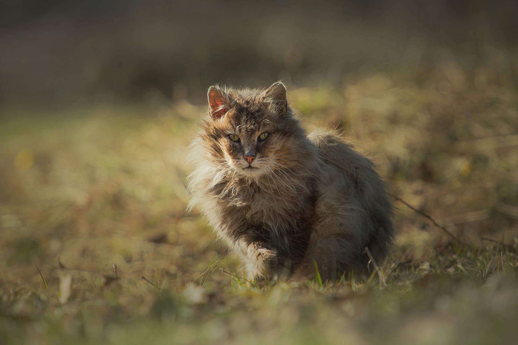 уличный кот кот портрет взгляд пушистый кот, Сальников Евгений