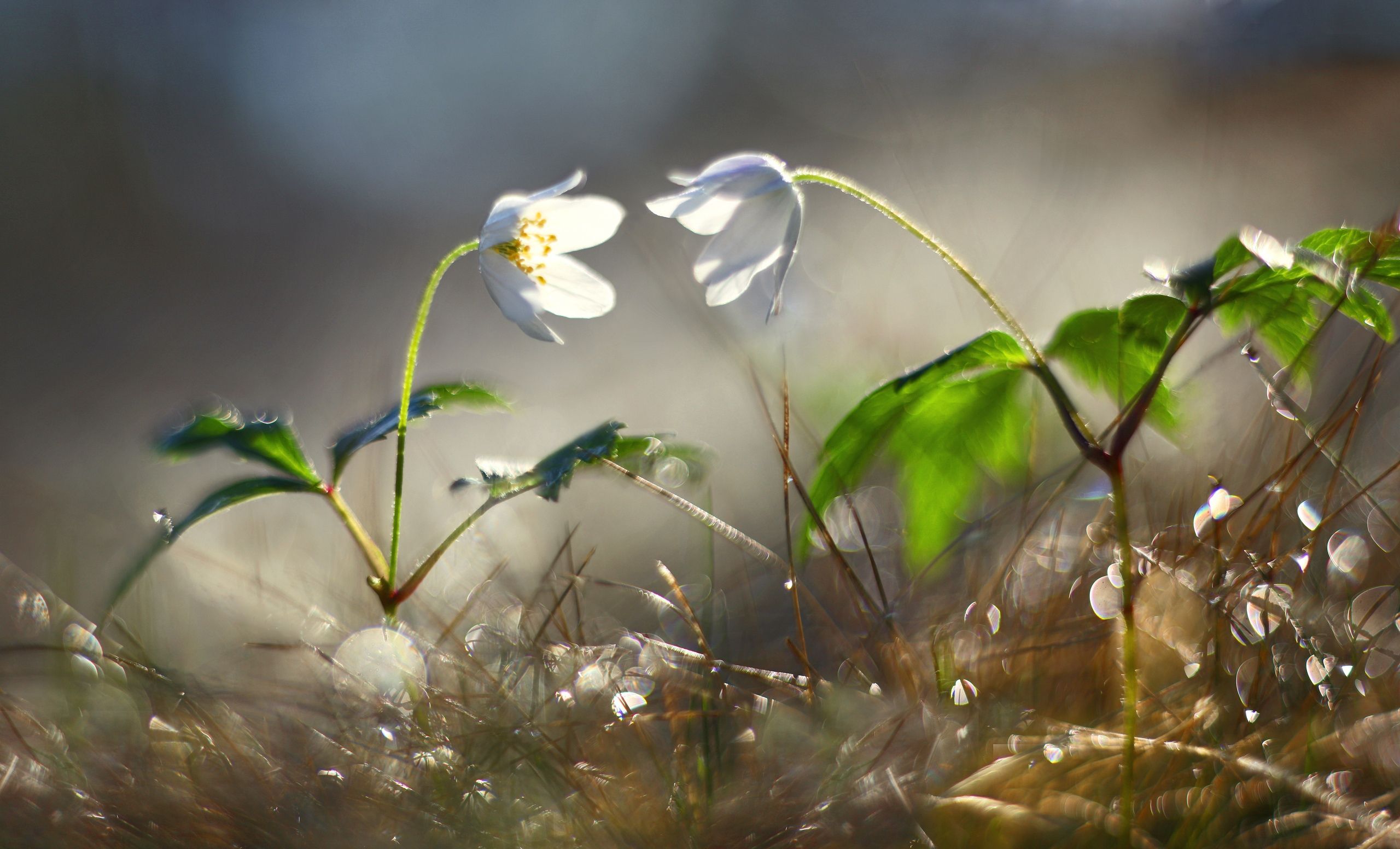 весна , цветы, Александр Свистков