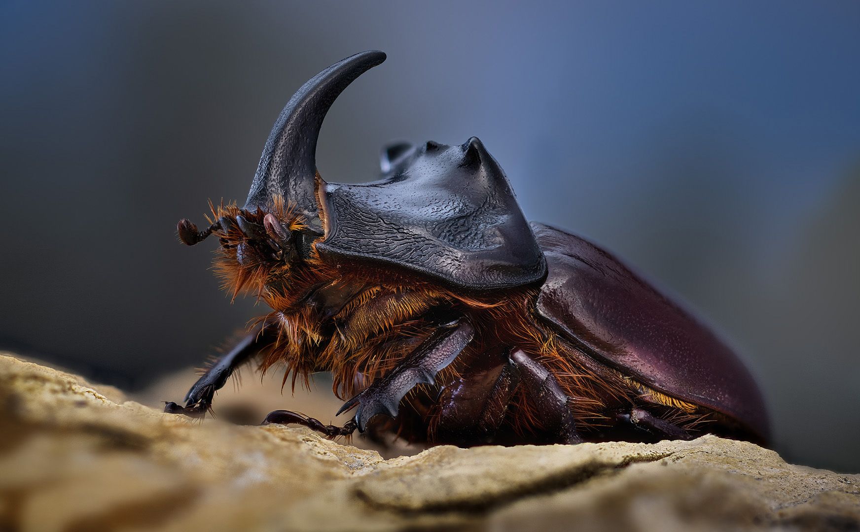 coleoptera, scarabaeidae, oryctes nasicornis, жук носорог, vabalas raganosis, Eugenijus Kavaliauskas