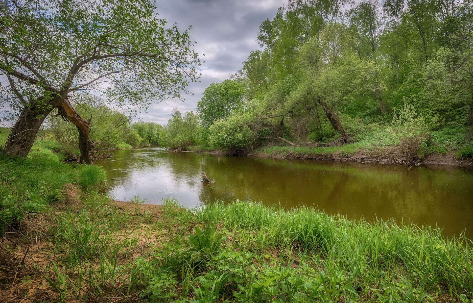 река, весна, черёмуха, Сергей Аникин