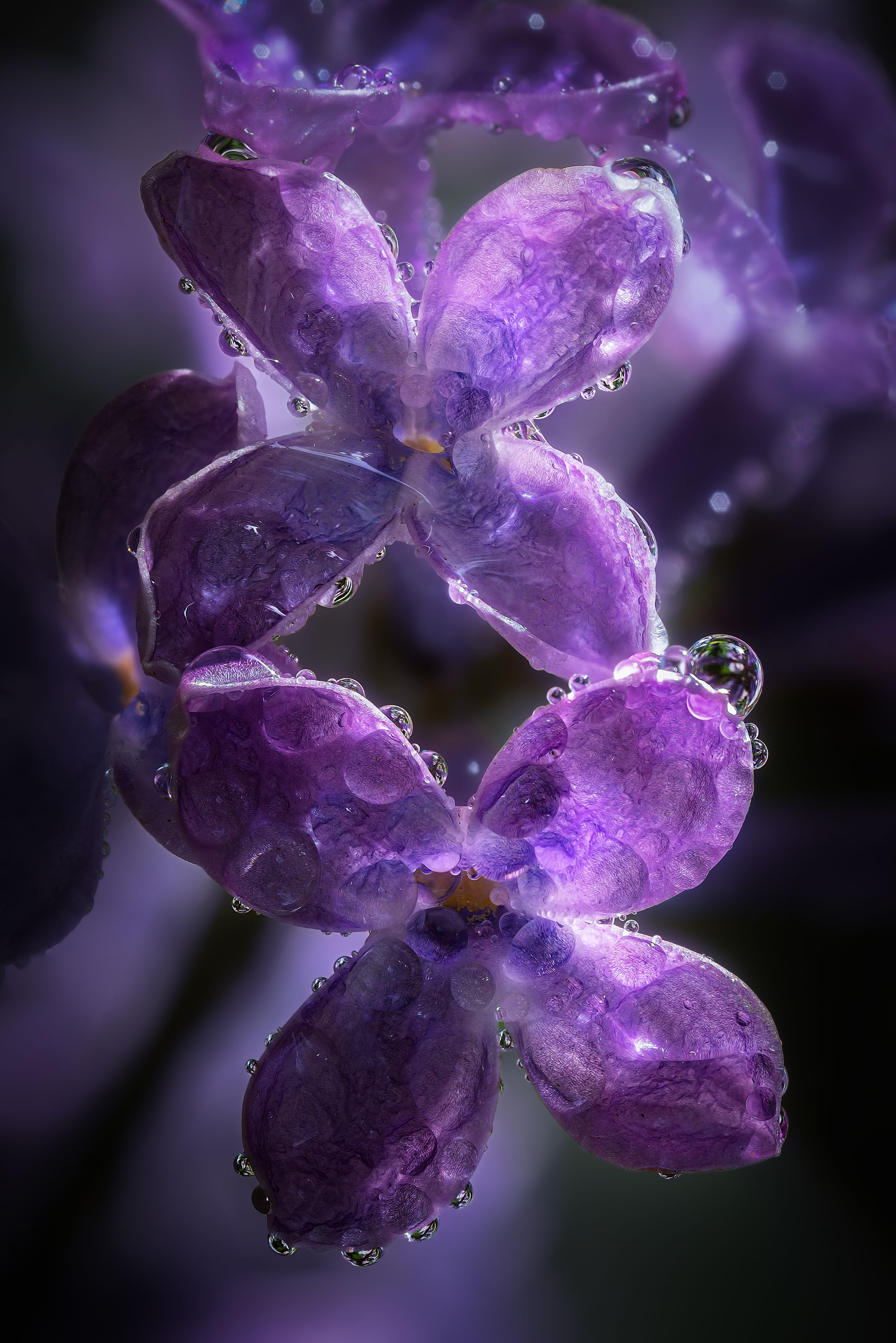 сирень цветки капли дождь природа свет цвет флора макро фотография май весна, Еремеев Дмитрий
