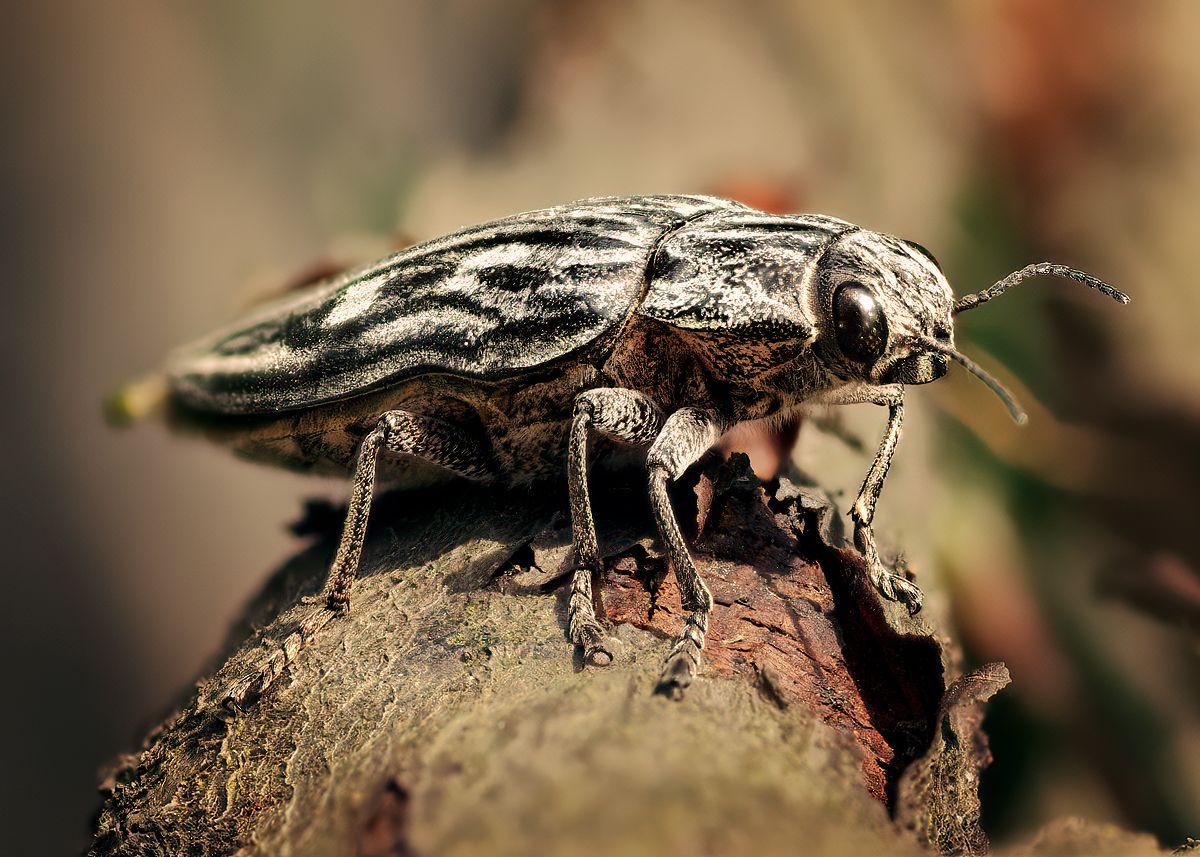 chalcophoramariana, macro, macrophotography, animal, insect, wildlife, Большаясосноваязлатка, Wojciech Grzanka