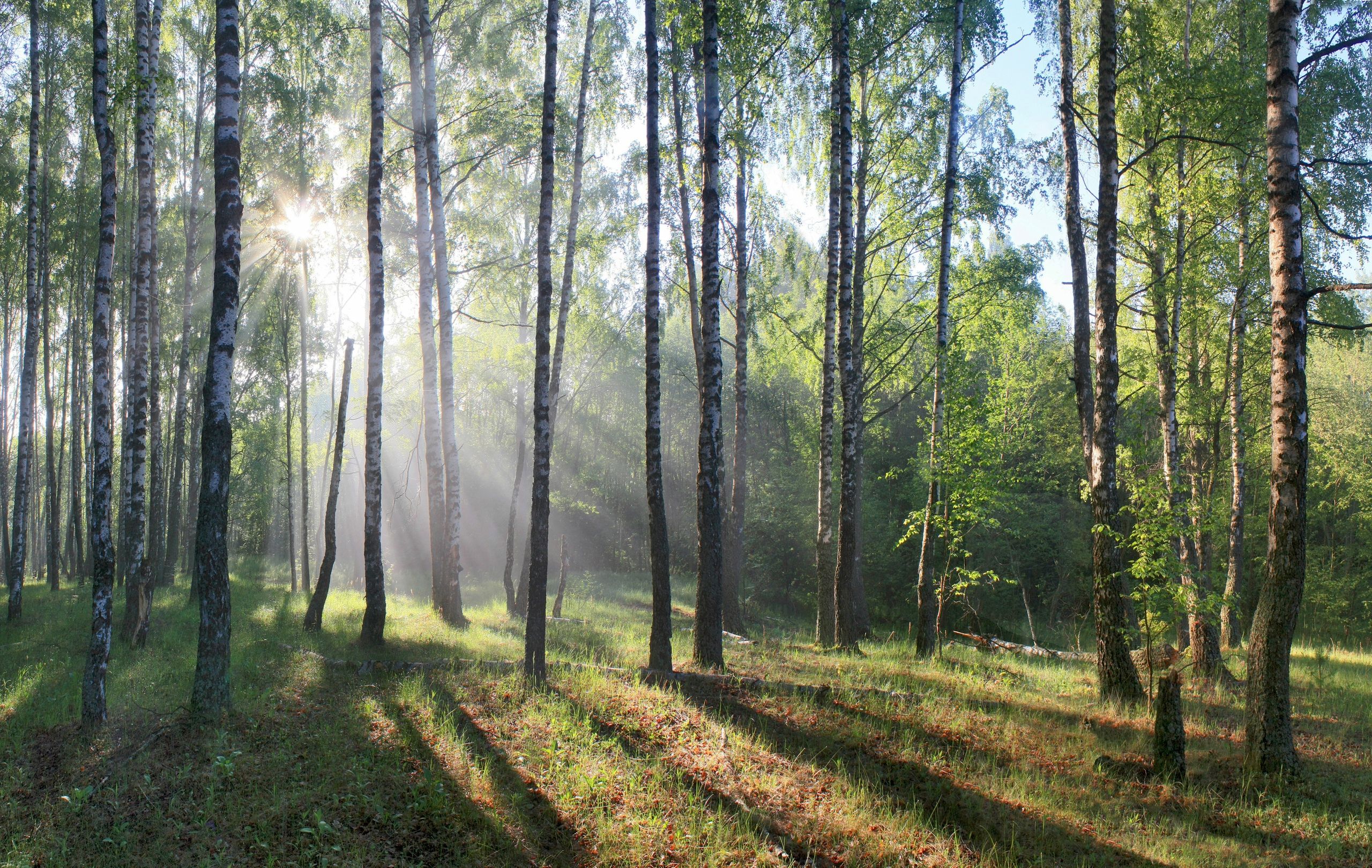 утро , лес , май, Александр Свистков