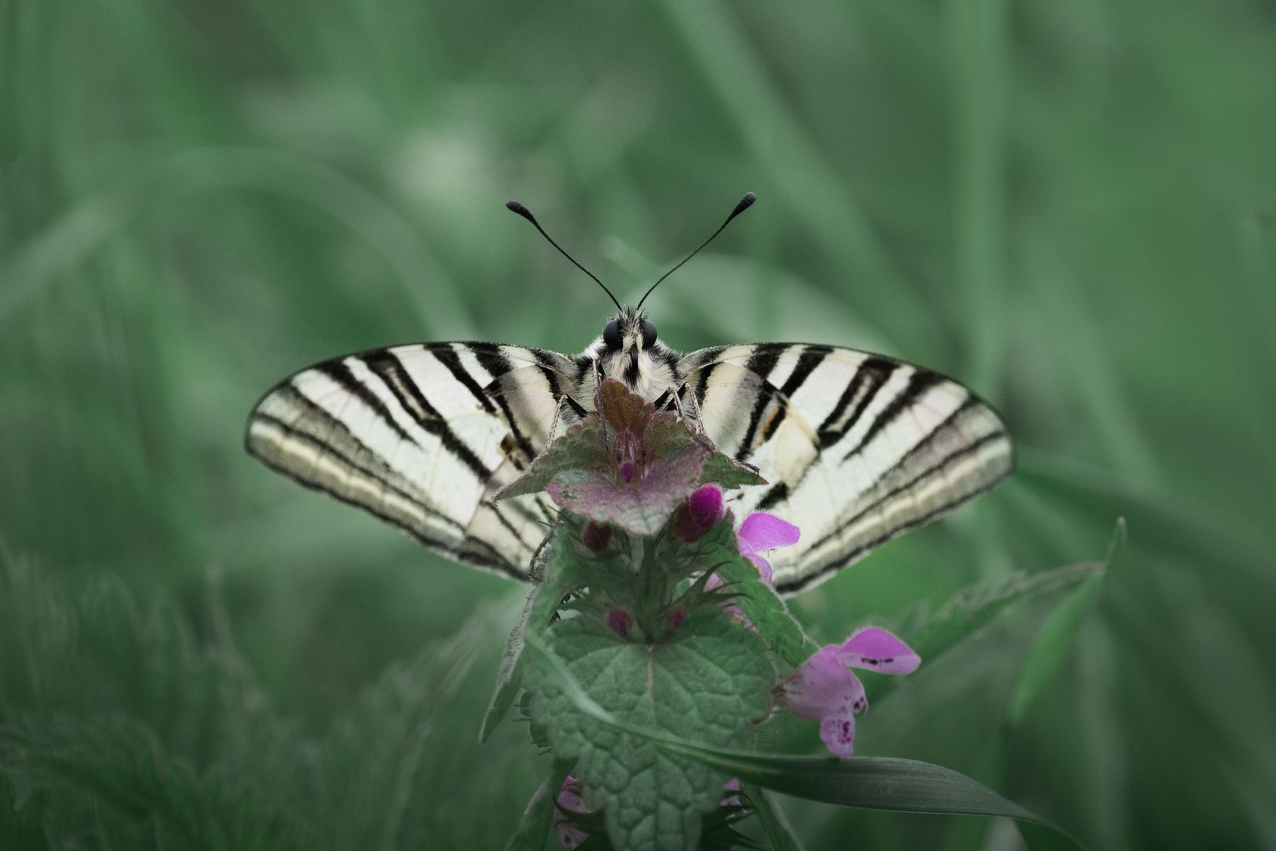 butterfly, insect, macro, бабочка, макро, Vania Tonova