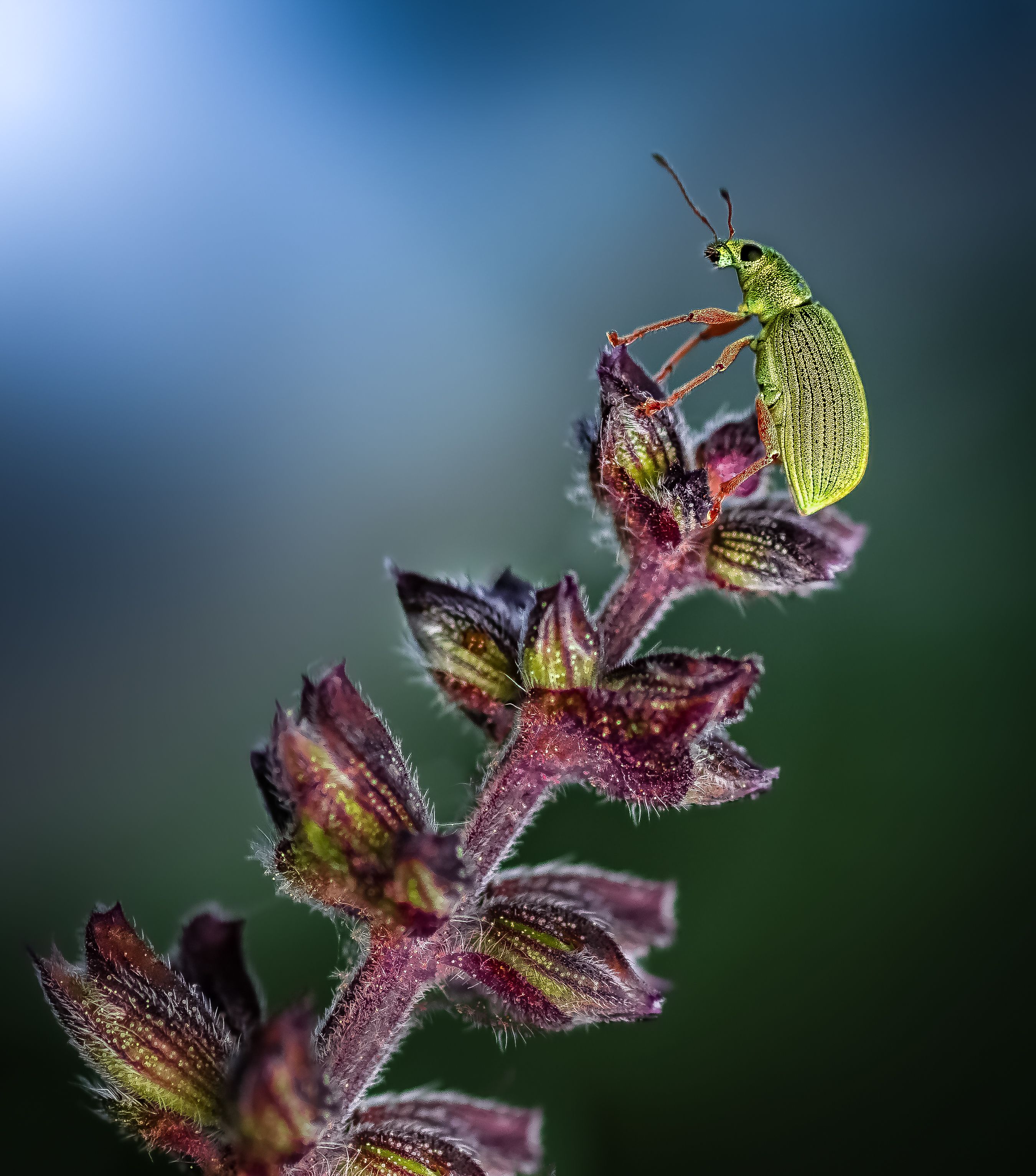 weevil, beetle, insect, fall, autumn, stink bug, macro, leaves, season, seasons, camouflage, camouflaged,, Atul Saluja