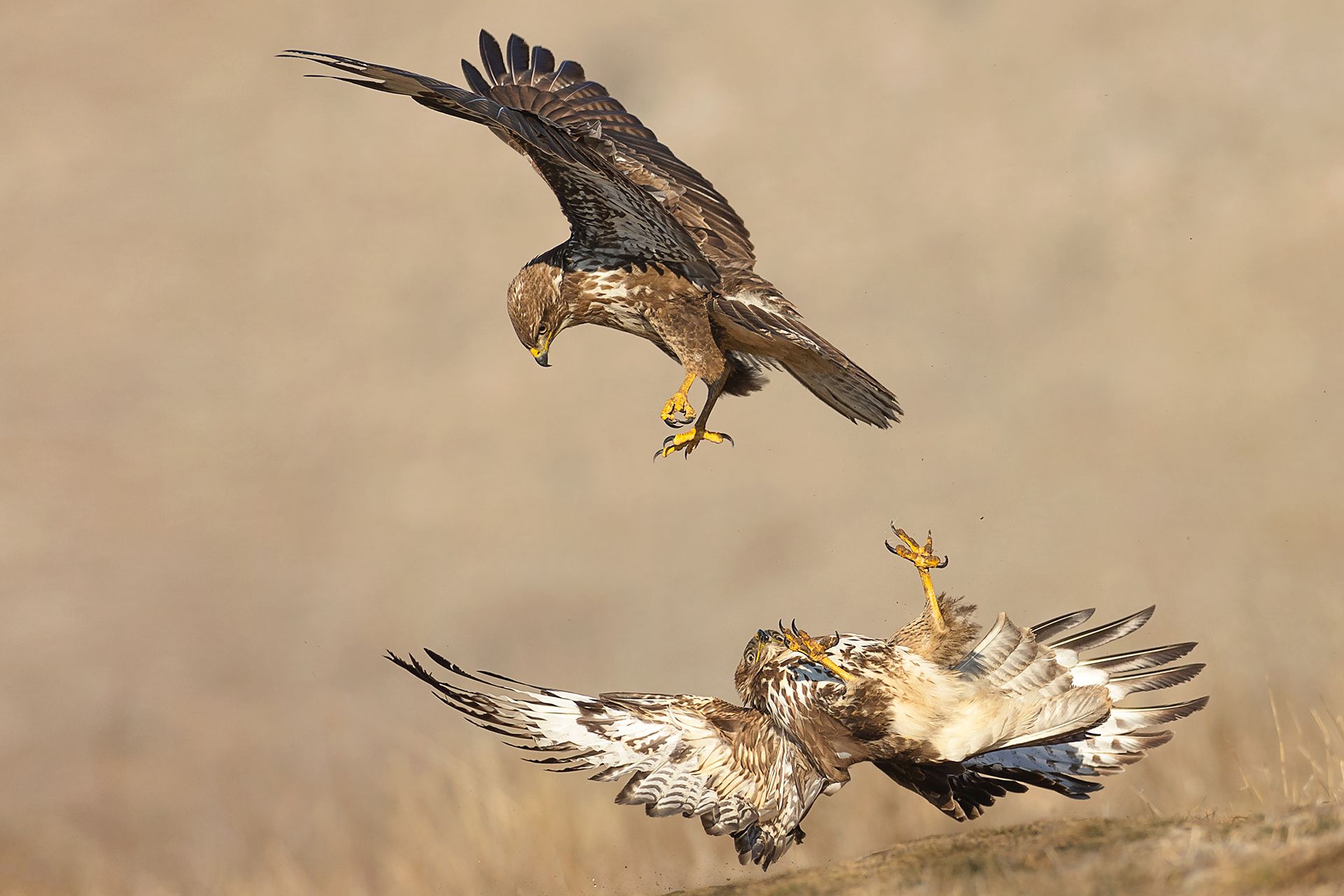 Buteo buteo, Petar Bogdanov