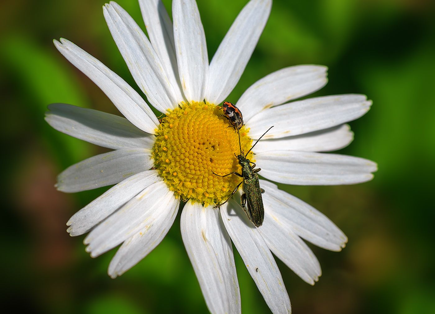 вечна, май, насекомые, жук, цветы, ромашка, Борис Новиков