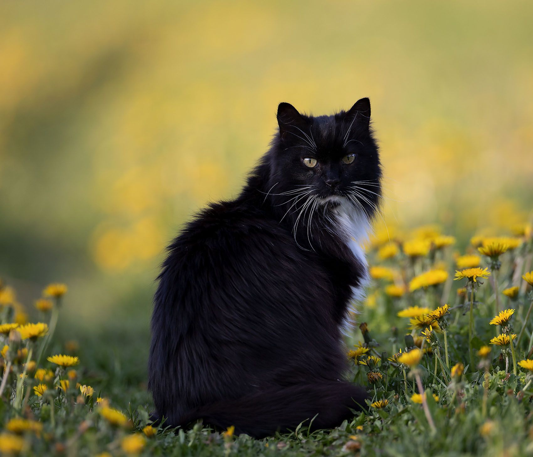 кот, красавец, весна,природа,cat, beautiful, spring, nature, Стукалова Юлия