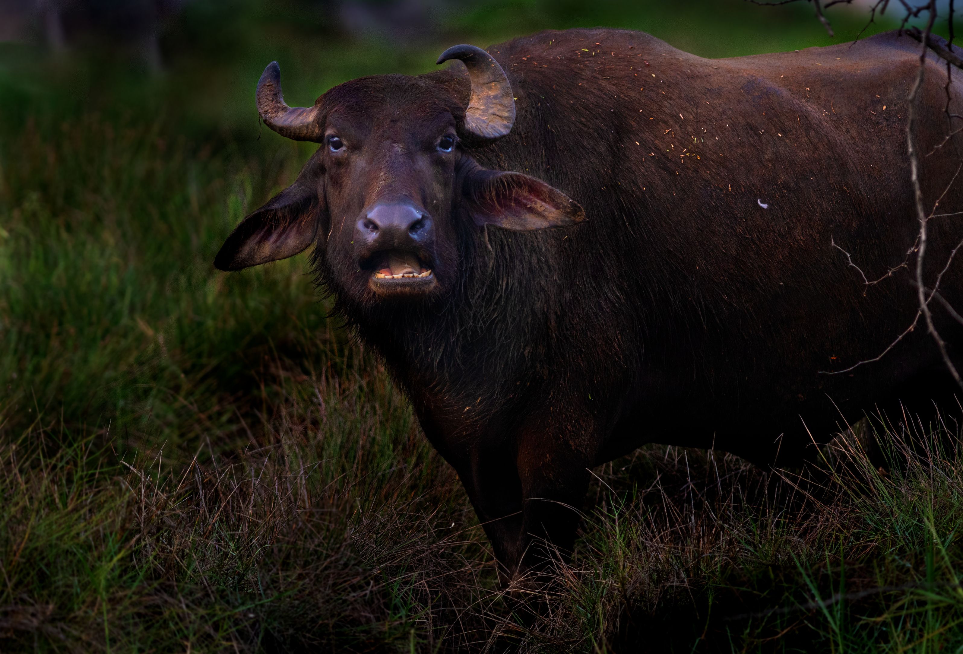 animal.buffalo,bison,cow,beast,gaur,yak,grass.watching,staring,wild,big,dark,black,jungle,prey, G N RAJA