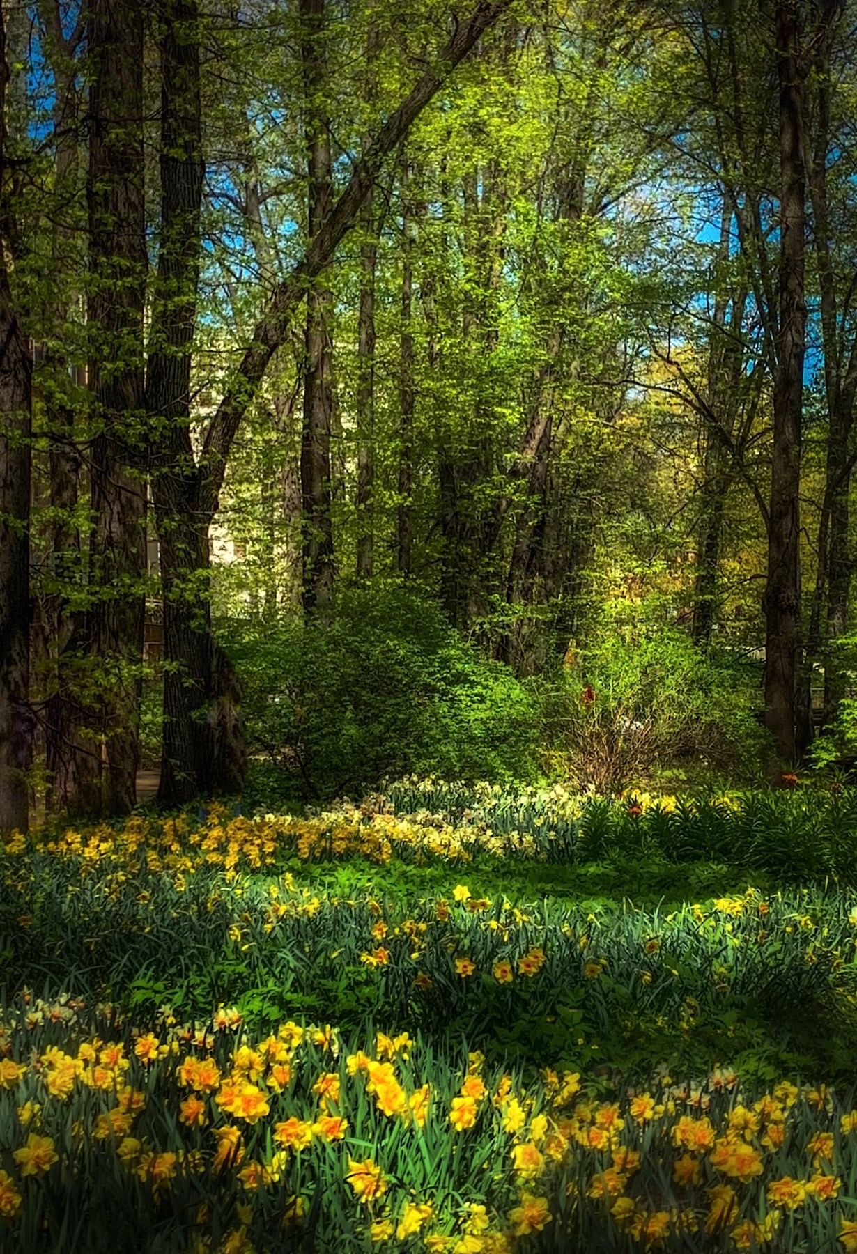 весна, spring, природа, nature, landscape, пейзаж, цветы, flowers, Julia Kaissa