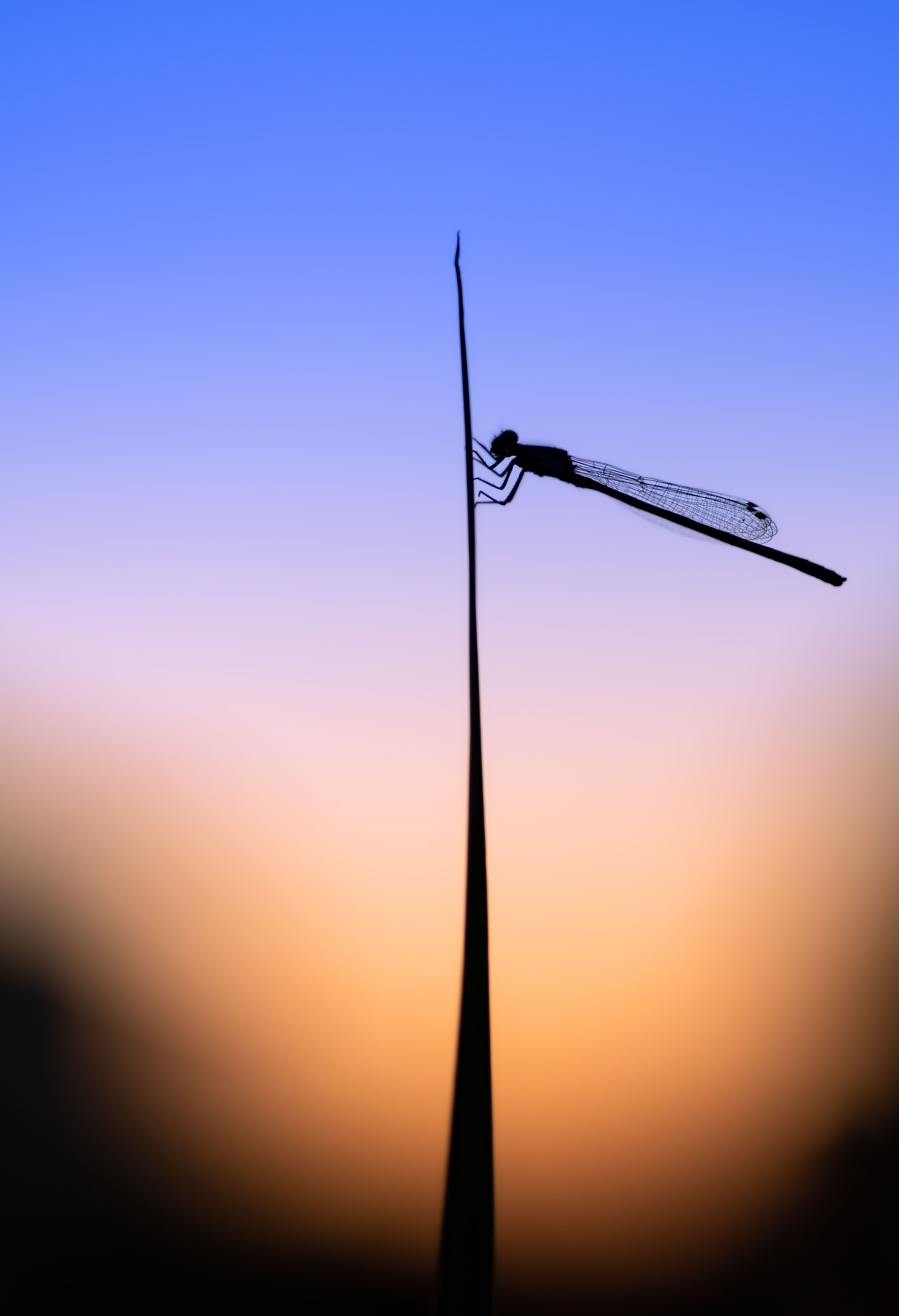 damselfly, dragonfly, insect, grass, sunset, dusk, evening, bug, macro, blade, grassland,, Atul Saluja