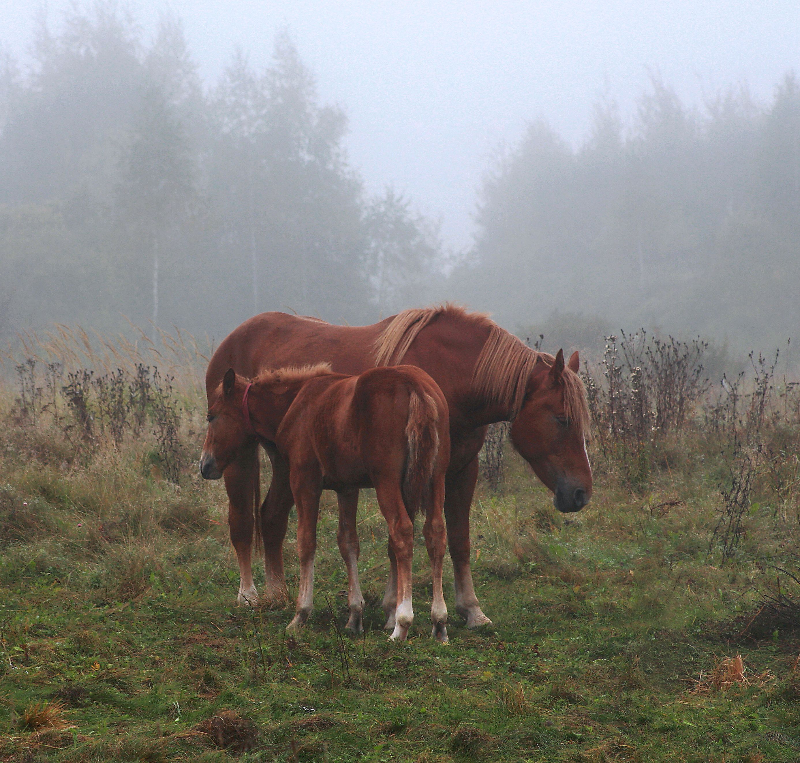 осень , туман , лошади, Александр Свистков