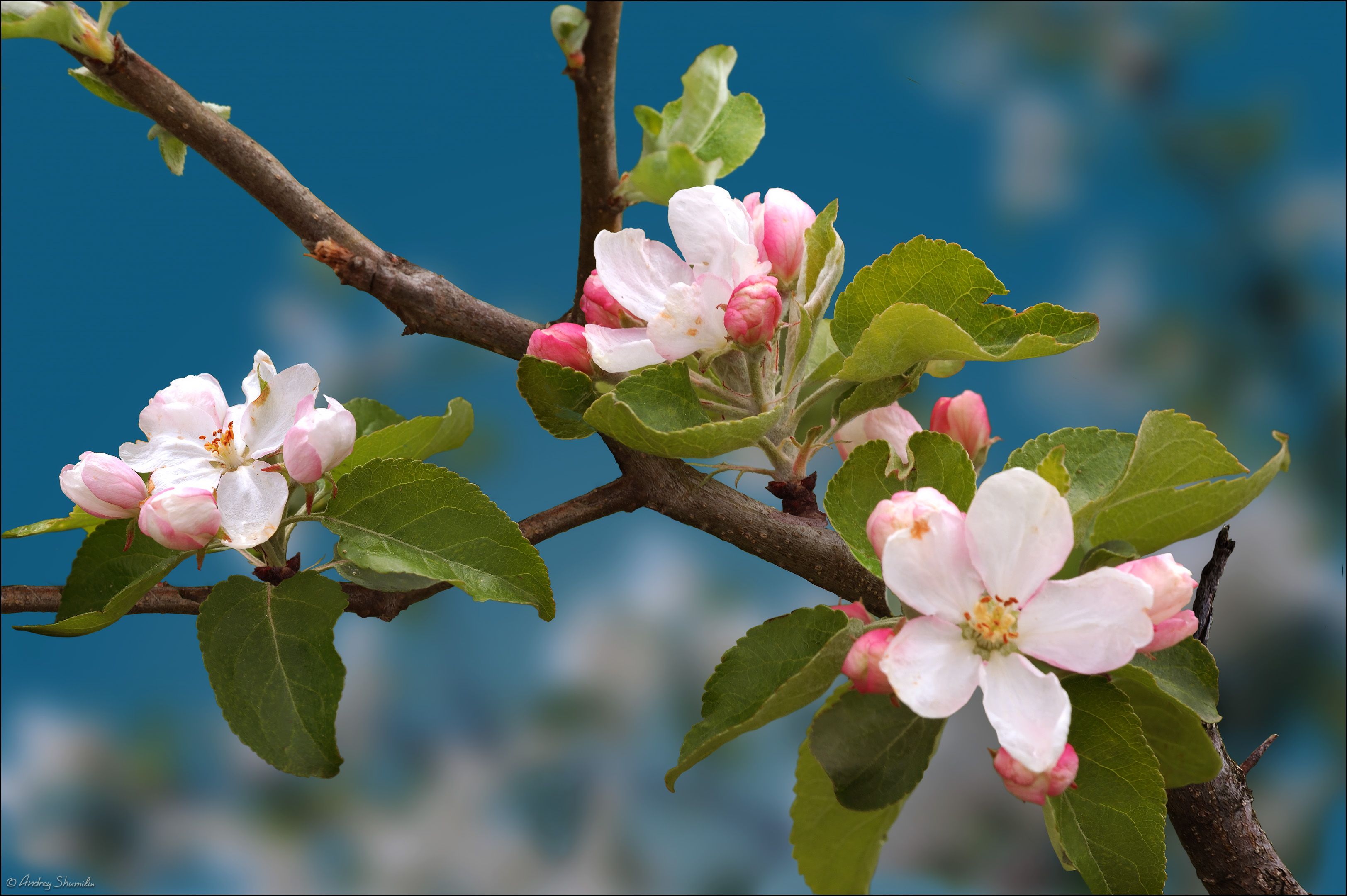 цветение, весна, яблони, Андрей Шумилин