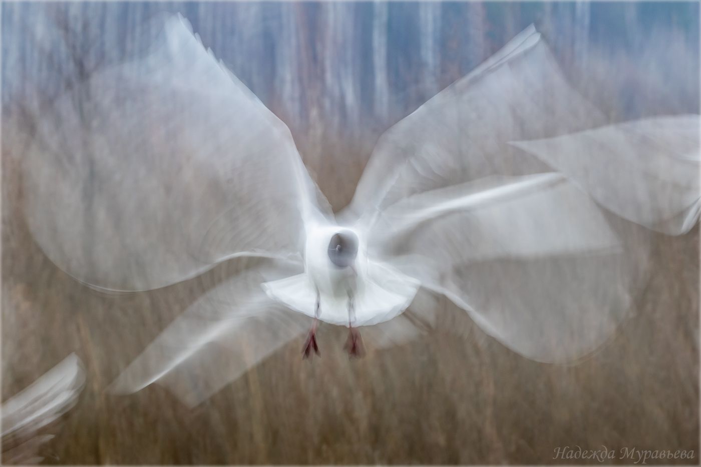 озёрная чайка, полёт, длинная выдержка, бабочка, Надежда Муравьёва
