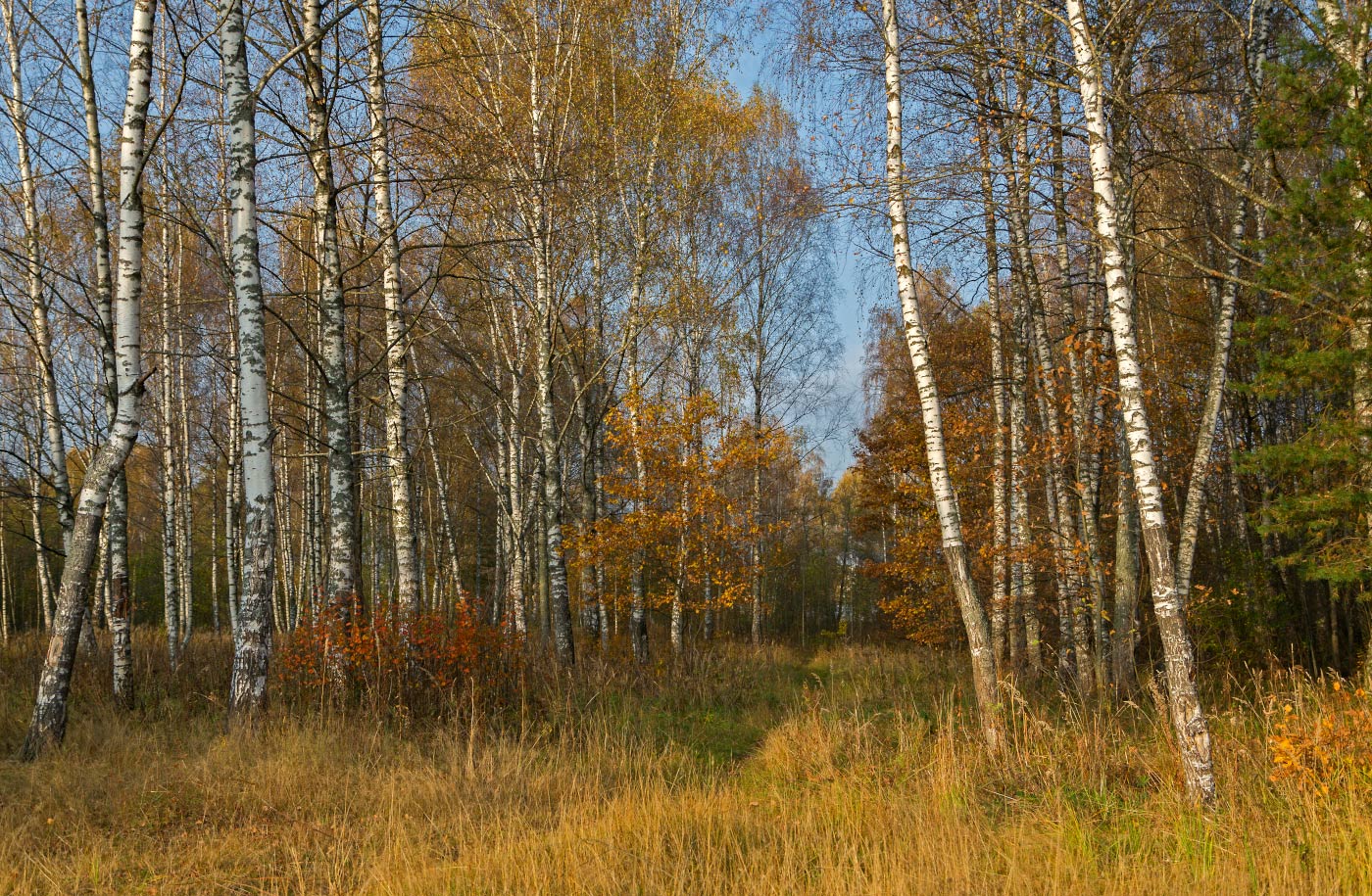 осень, октябрь, день, деревья, осенние листья, берёзы, Борис Новиков