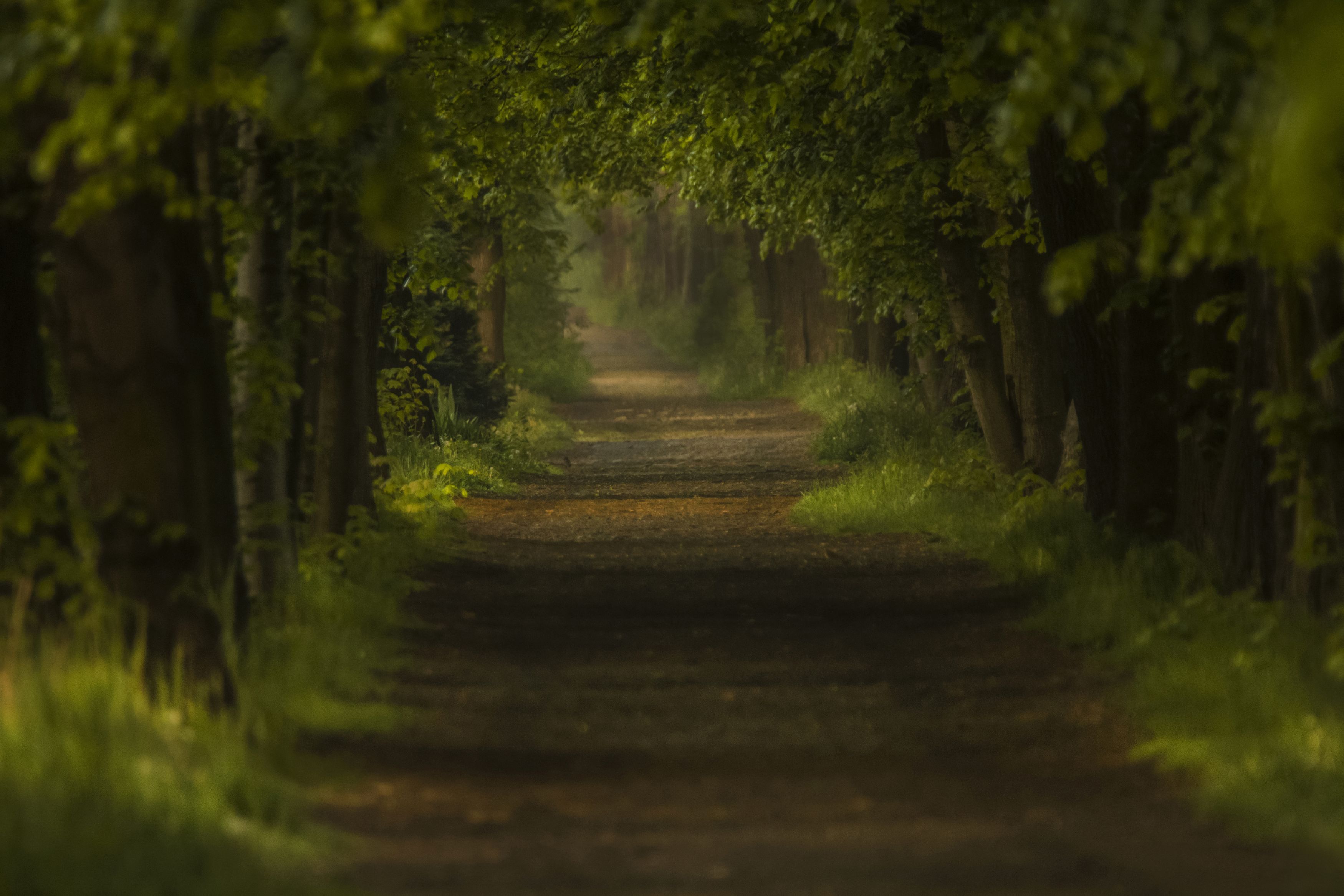 forest, tree, trees, green, light, road, tamron150-600mm, tamron, canon, EOS7d, nature, landscapes, landshaft, Damian Cyfka