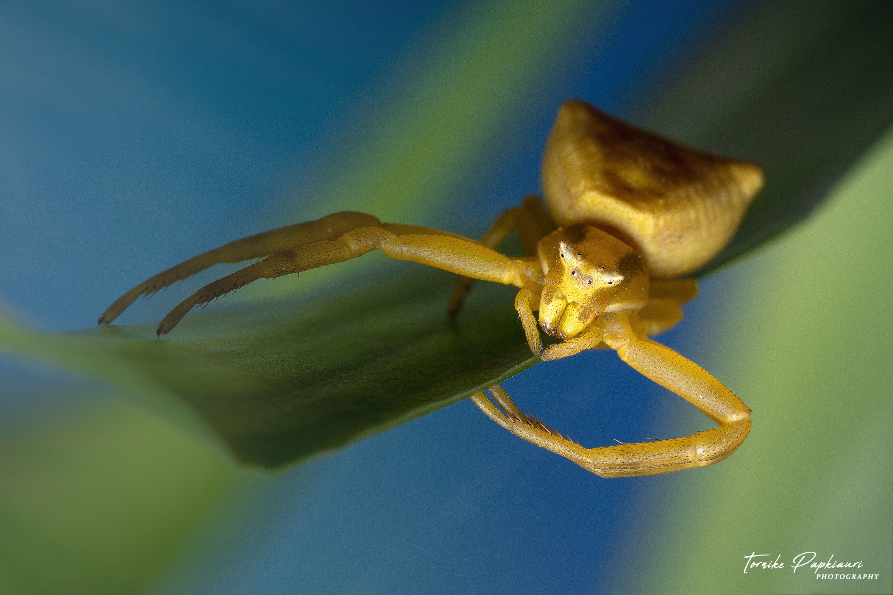 macro, spider, georgia, PAPKIAURI TORNIKE