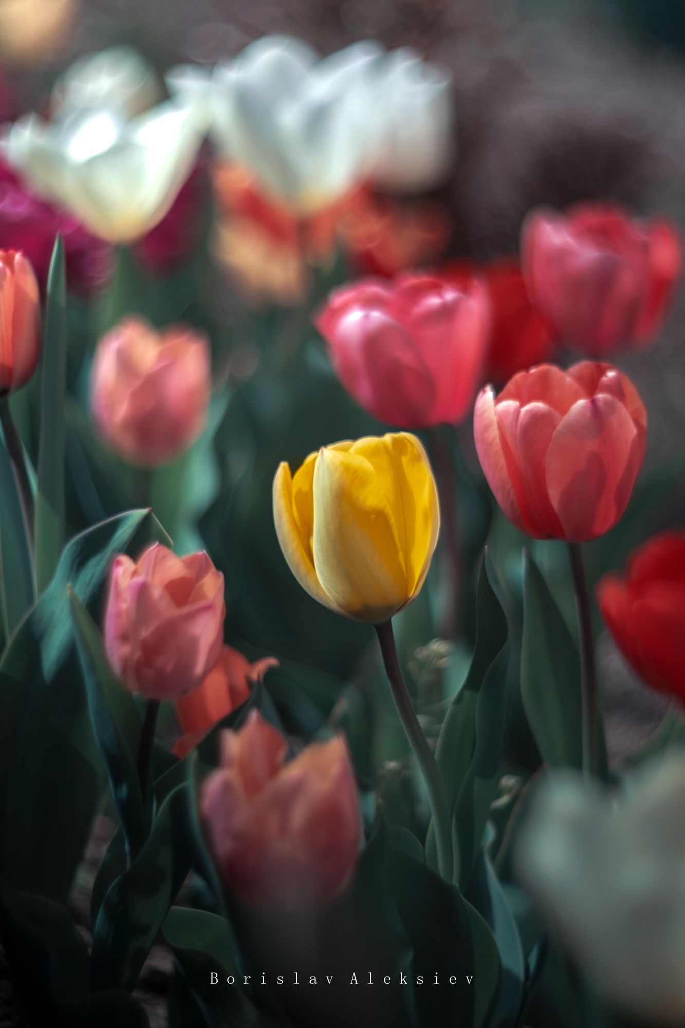 flowers,yellow,green,tulip,bokeh,nature,light,pink,red,, Борислав Алексиев