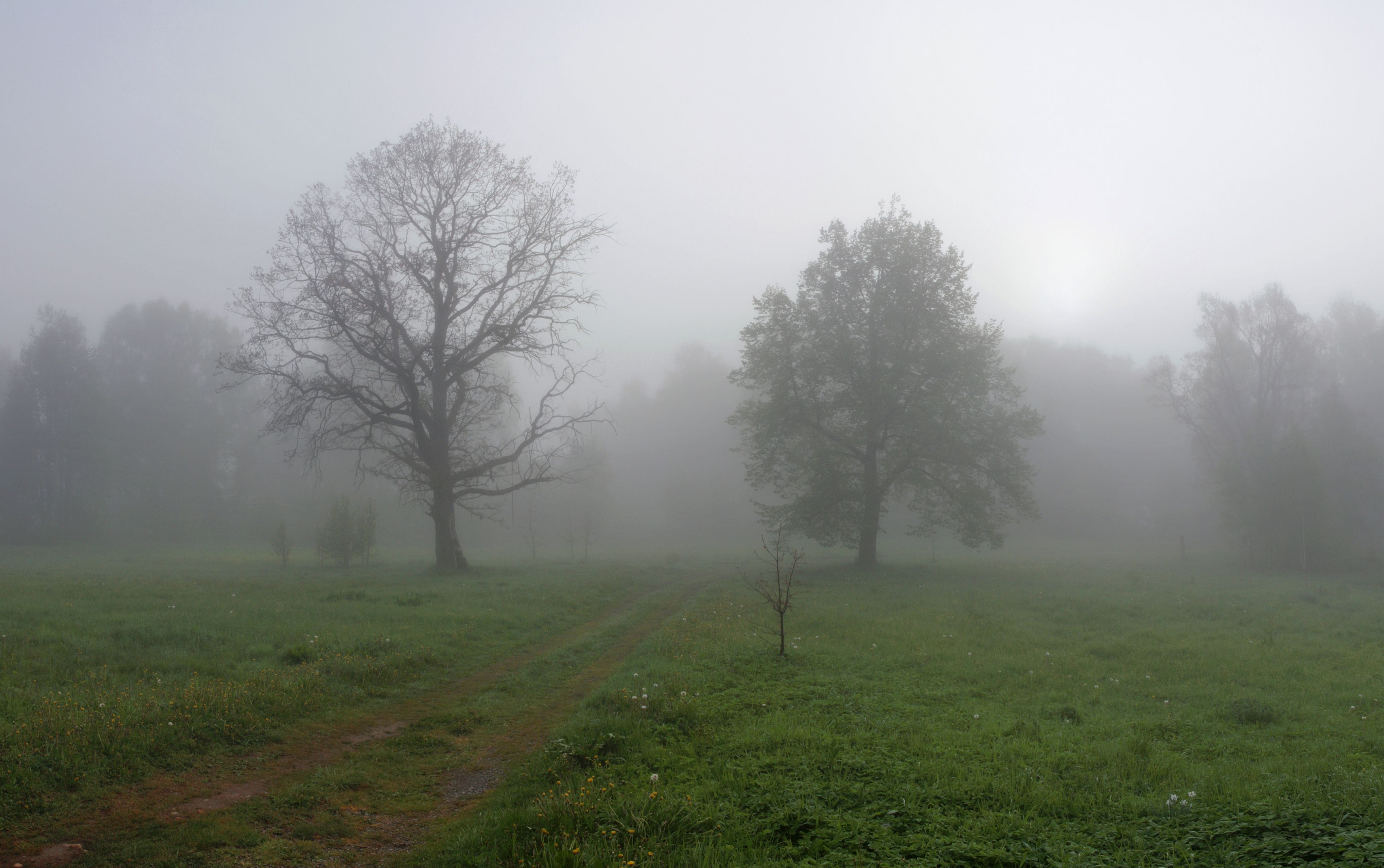 лес , туман , весна, Александр Свистков