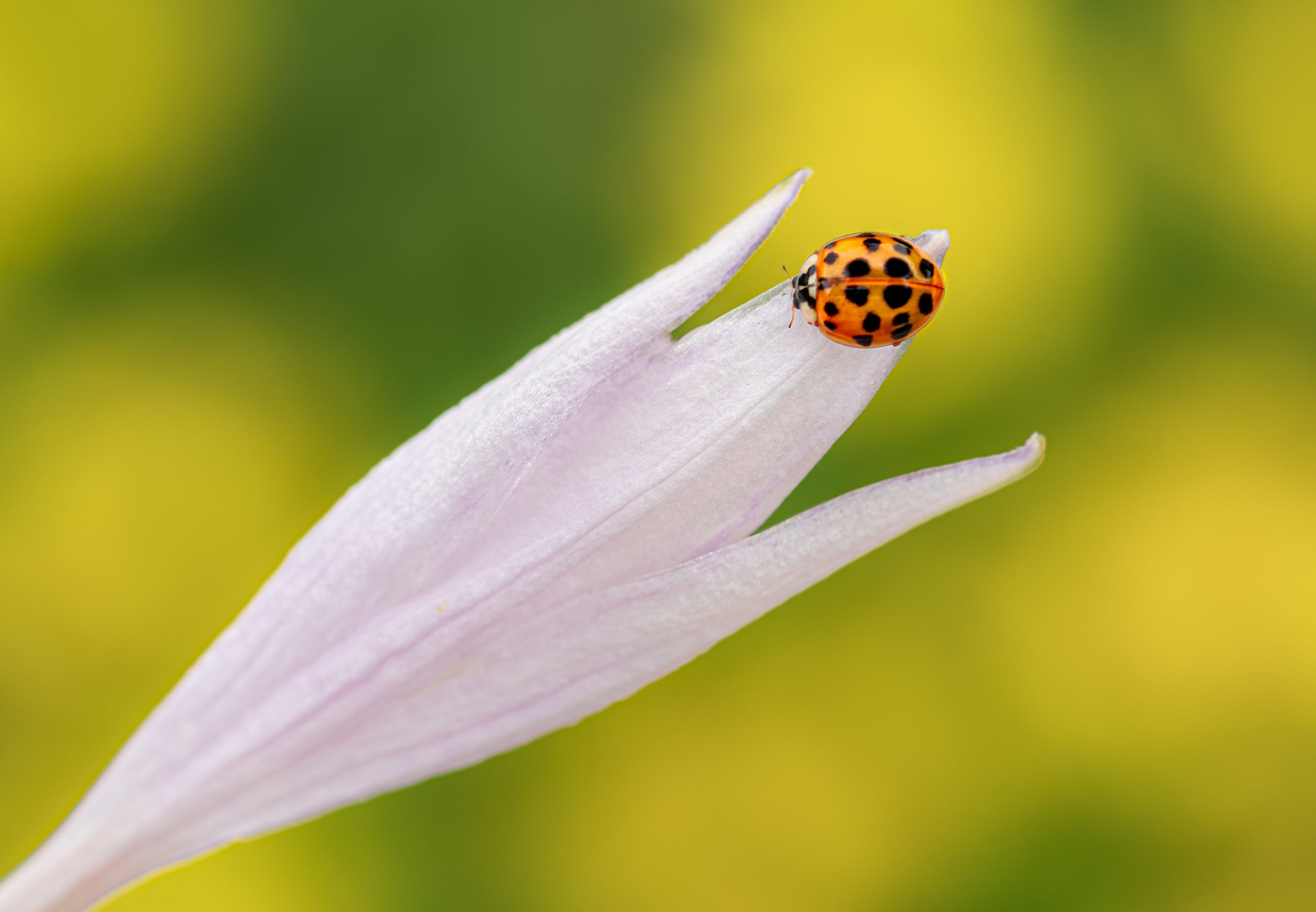 ladybug, beetle, insect, flower, macro, bugs, ladybird,, Atul Saluja