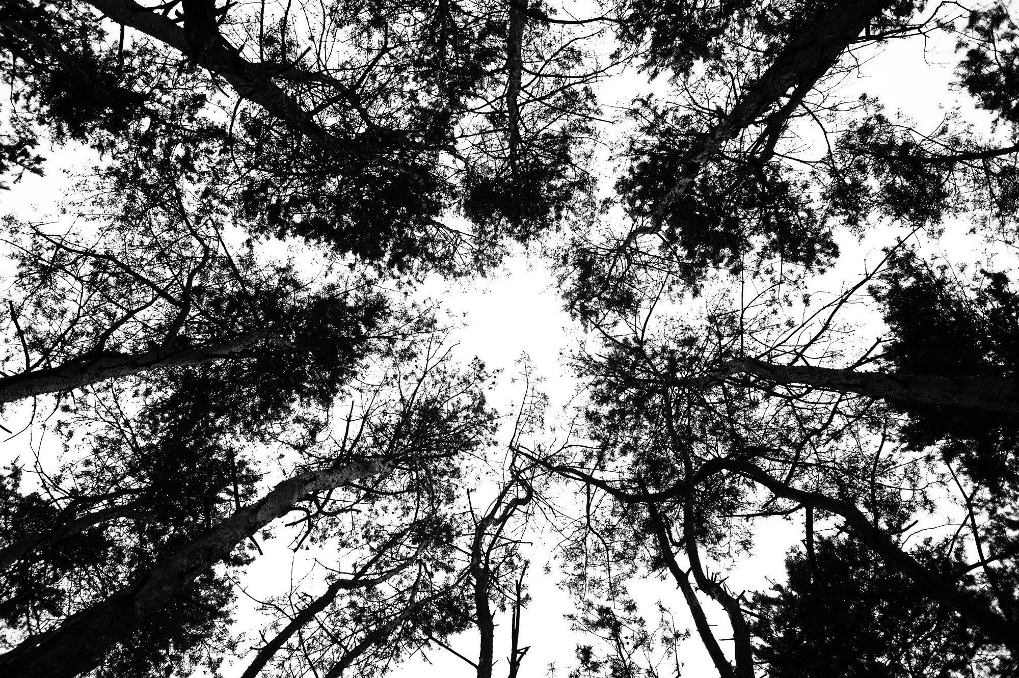 Black & white, Bw, Light, Nature, Trees, Андрей Лободин