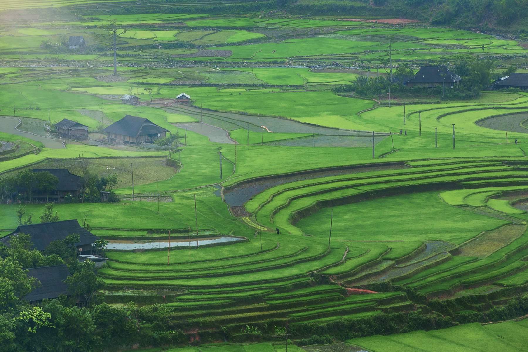 landscapes, Trần Tiến Trung