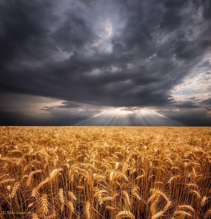 Summer, agriculture, landscape, clouds, crops, field, Милен Добрев