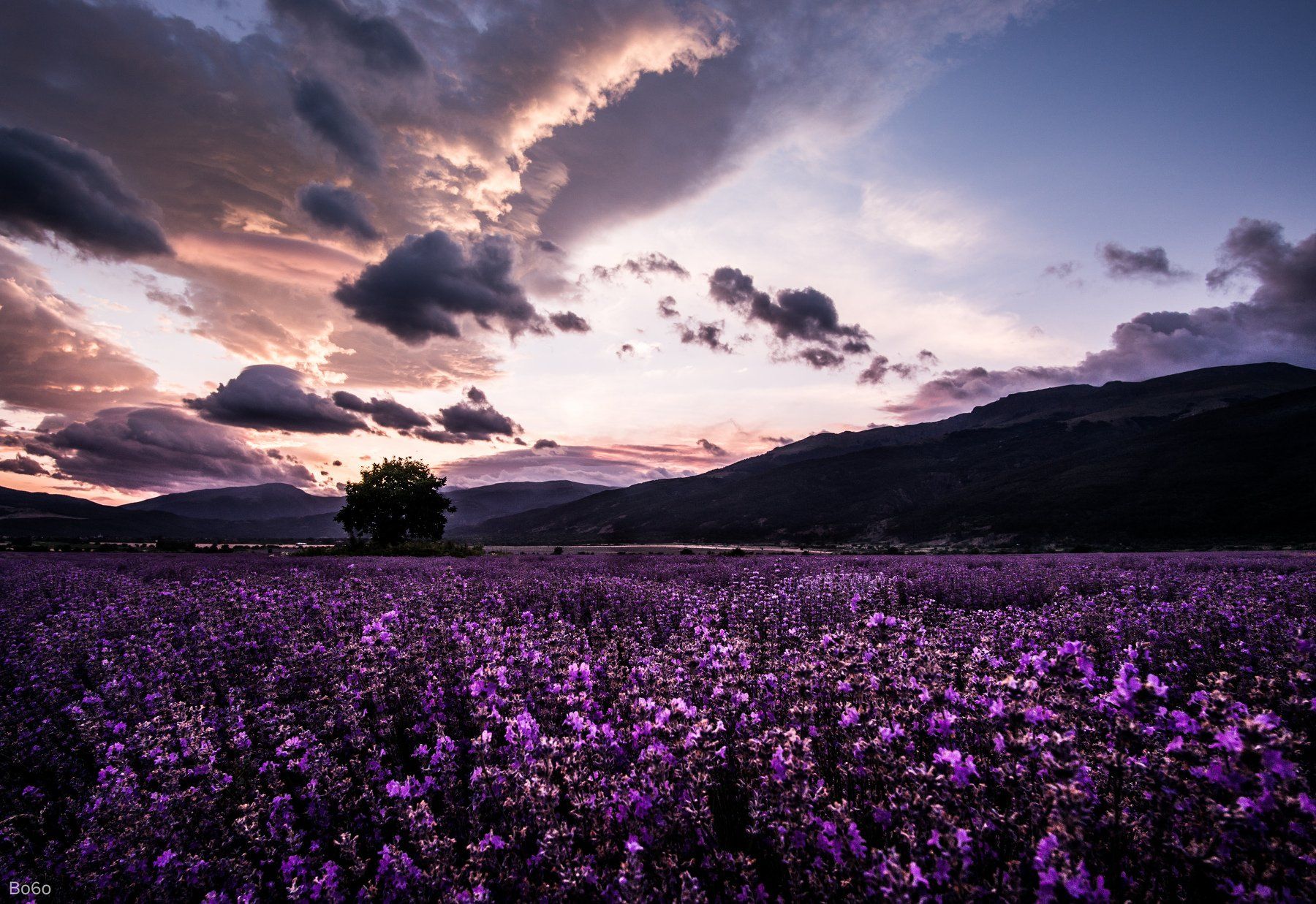 lavender, purple, landscape, field, tree, sunset, sky, clouds,, Boris Preslavski