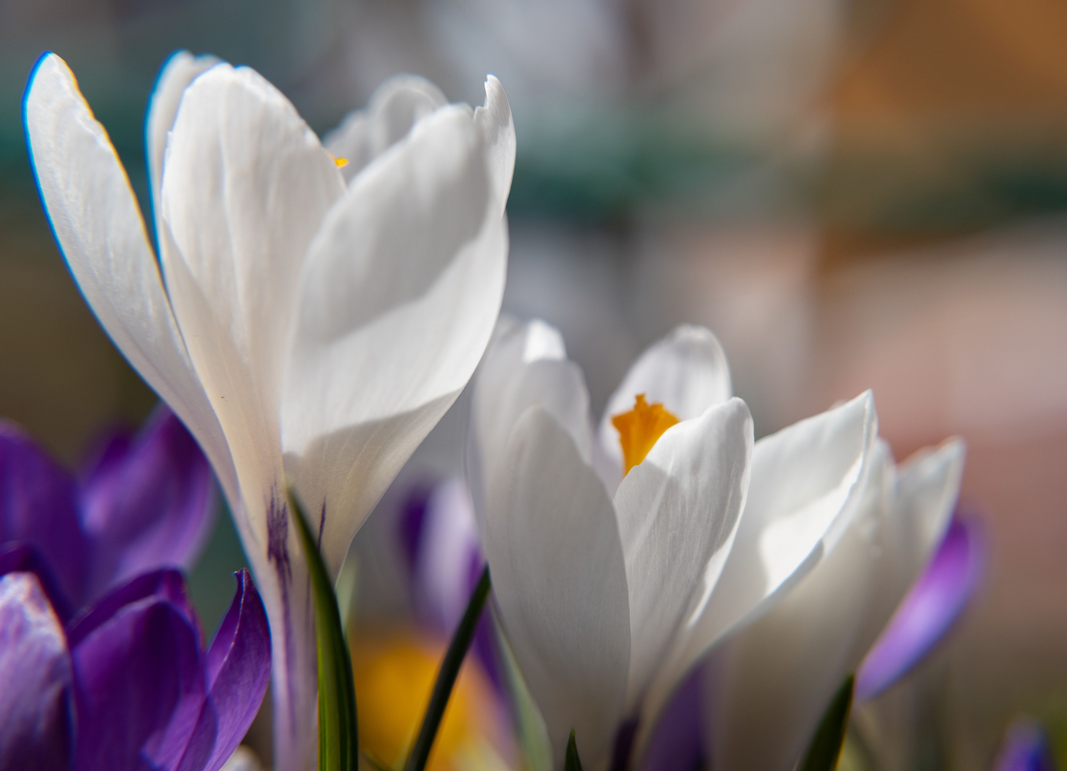 Цветы крокусы весна, Наталья Королева