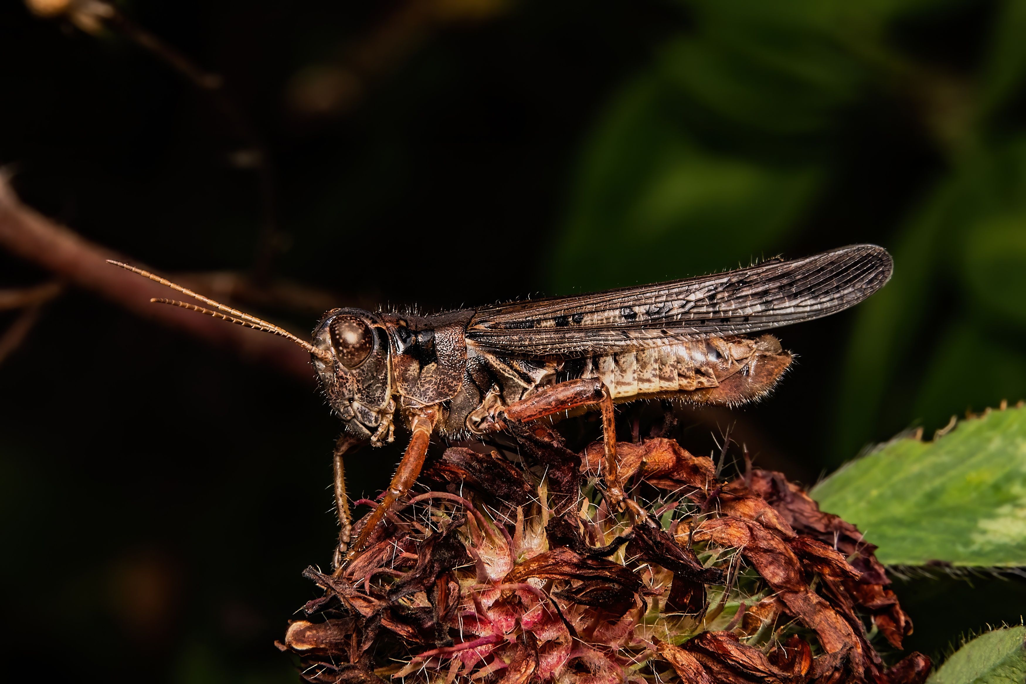 cricket, insect, macro, macrophoto, nature, Stephane