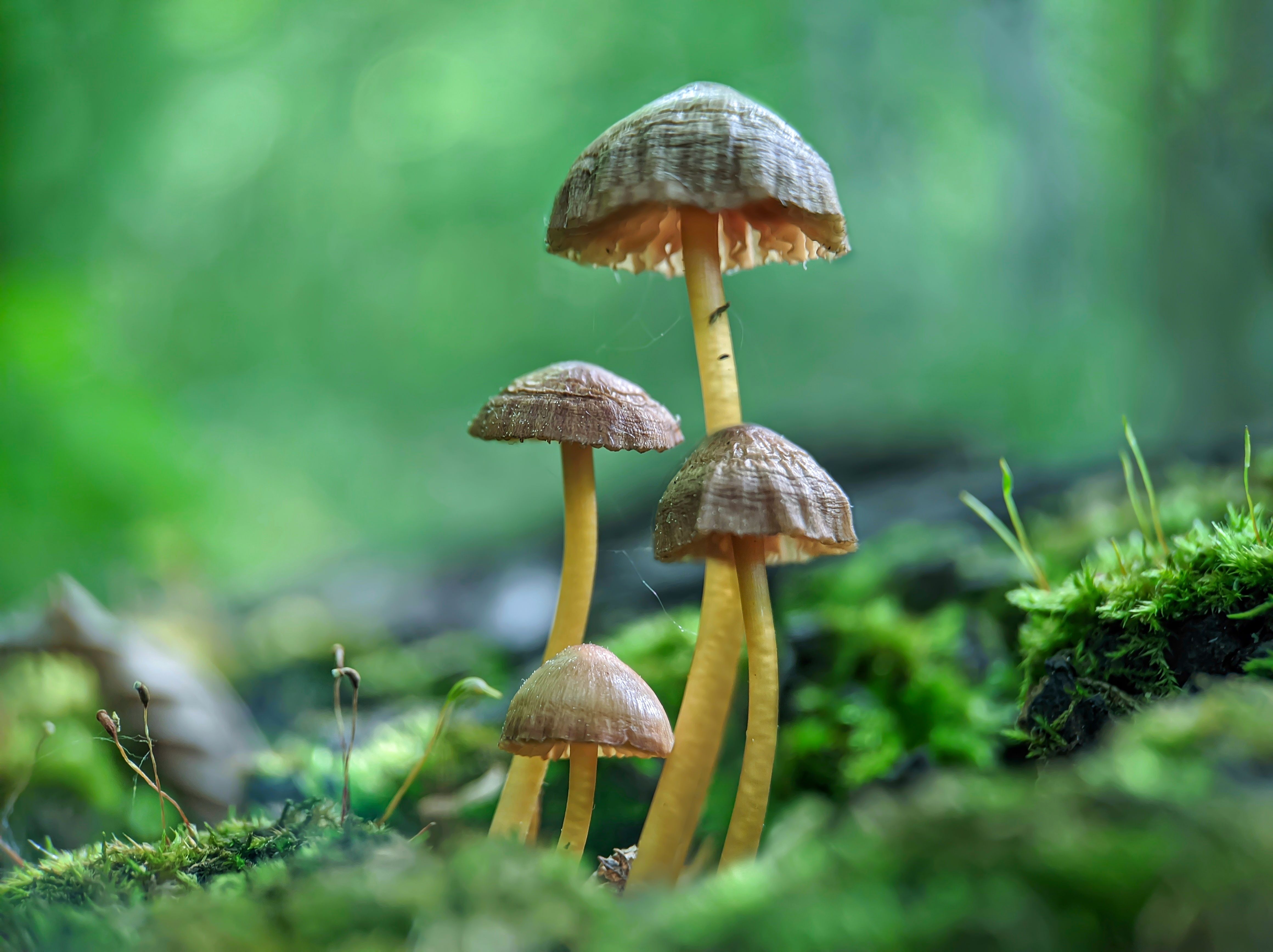 #xiaomi, , #mobilephotography, #macro, #mushroom, #fungi, #nature #moss, Rati Qvaraia