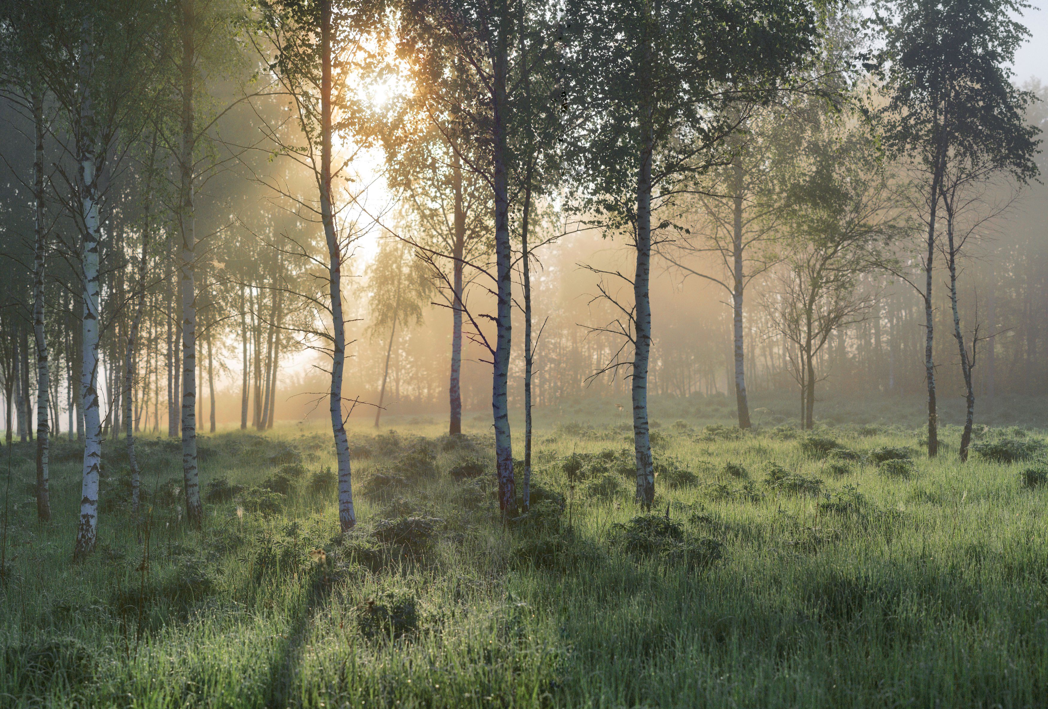 утро , лес , май, туман, Александр Свистков