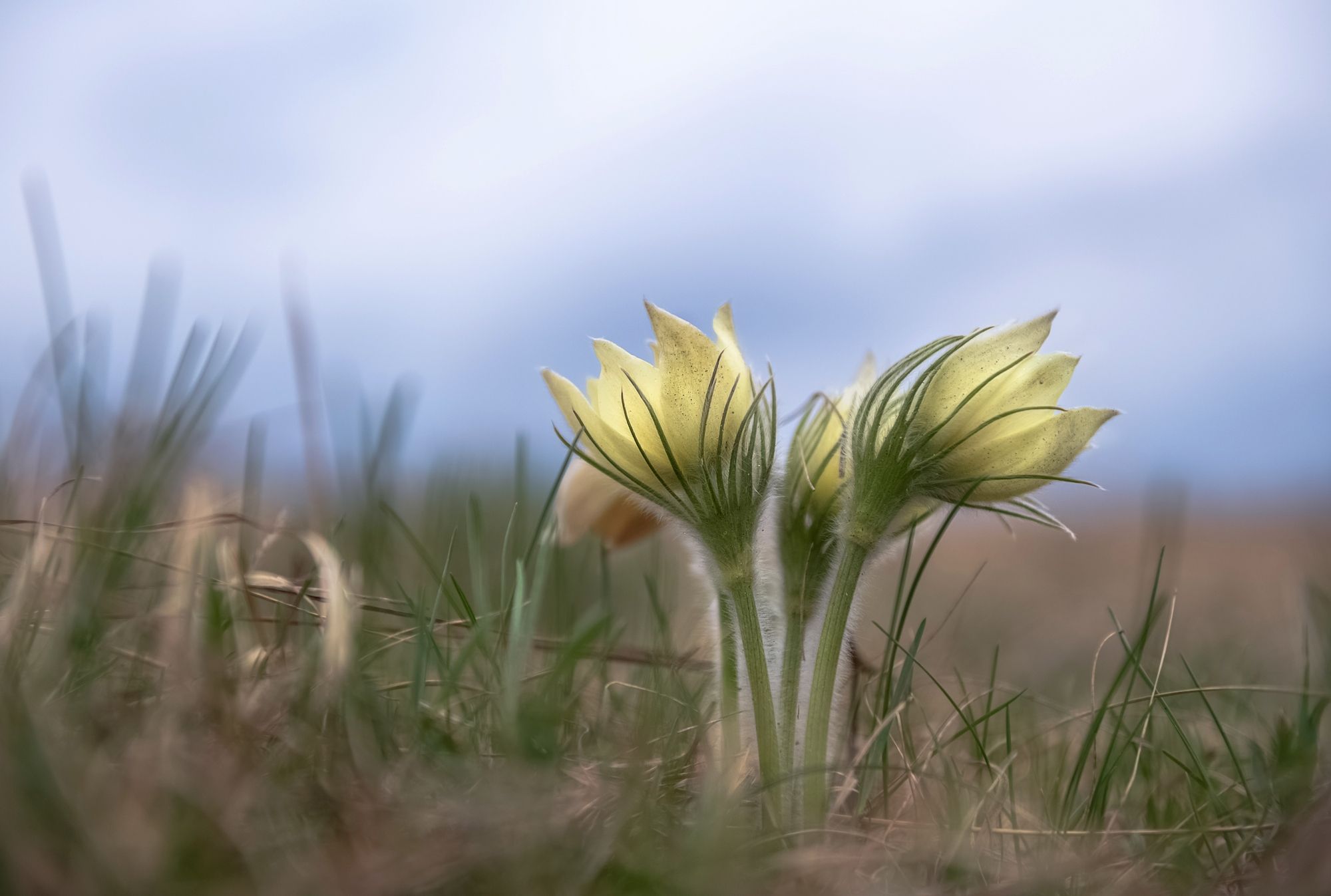 сибирь, весна, первоцветы, Фомина Марина