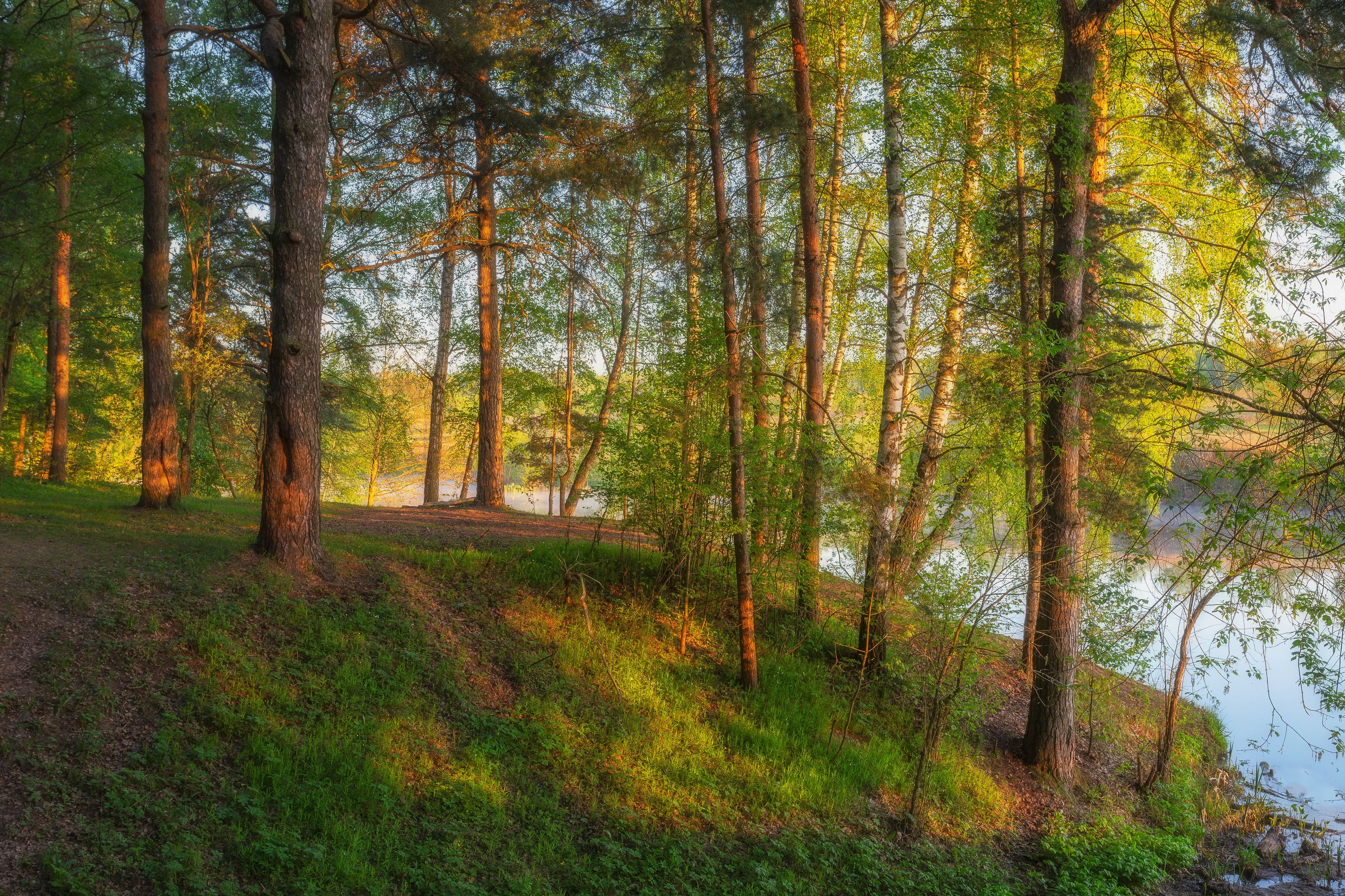 пейзаж, природа, весна, лесной пейзаж, утро, Московская область, Мартыненко Дмитрий