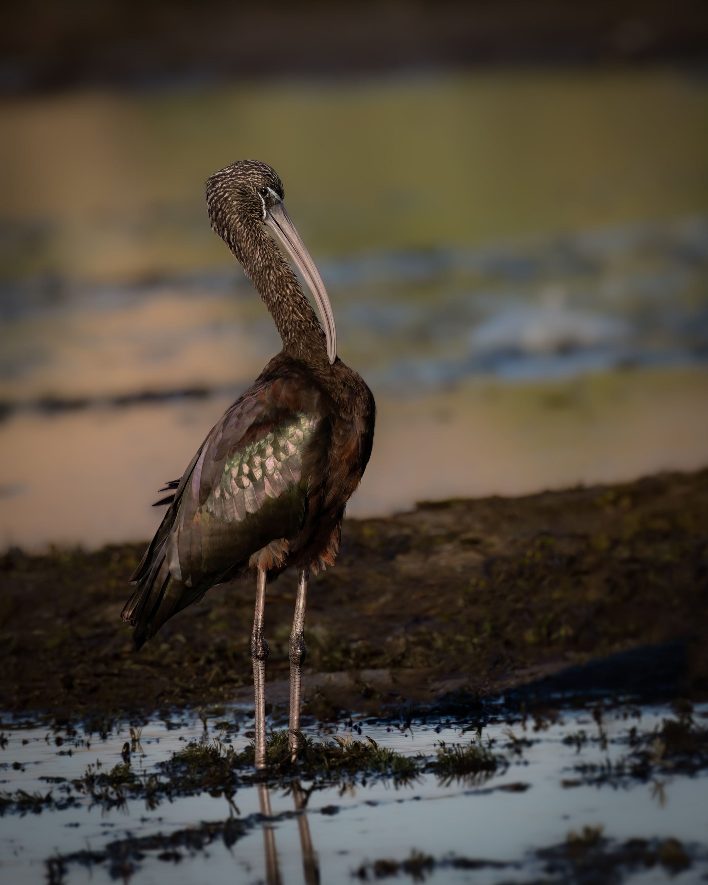 glossy ibis, ibis, bird, birds, animal, animals, wing, wings, feather, feathers, day, sun, color, colors, colorful, glossy, water, lake, river, Ahmed Zaeitar
