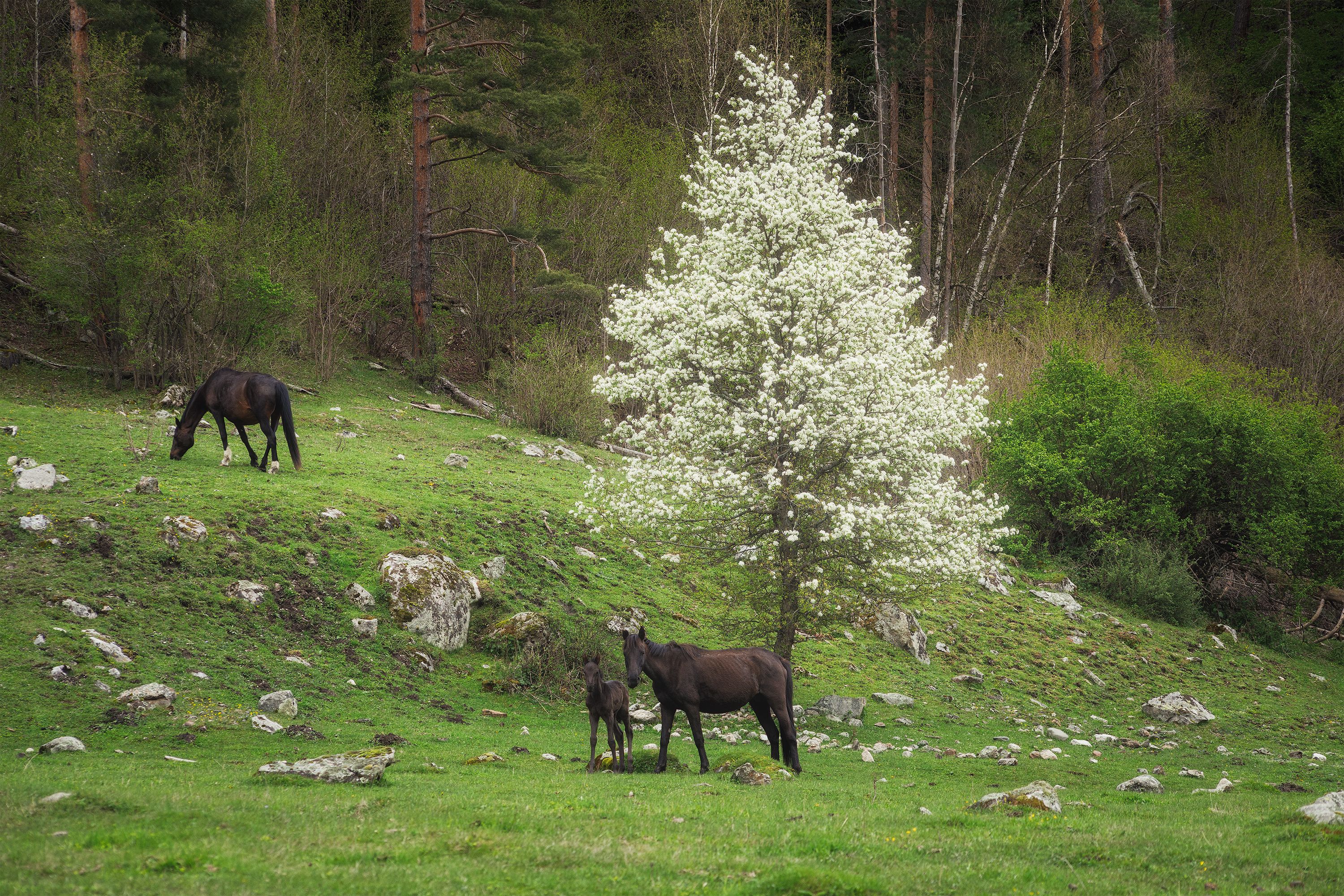 лошадь, жеребец, яблоня, цветение, пейзаж, кавказ, кчр, весна, животные, природа, landscape, horses, blooming, apple, Чаланов Иван
