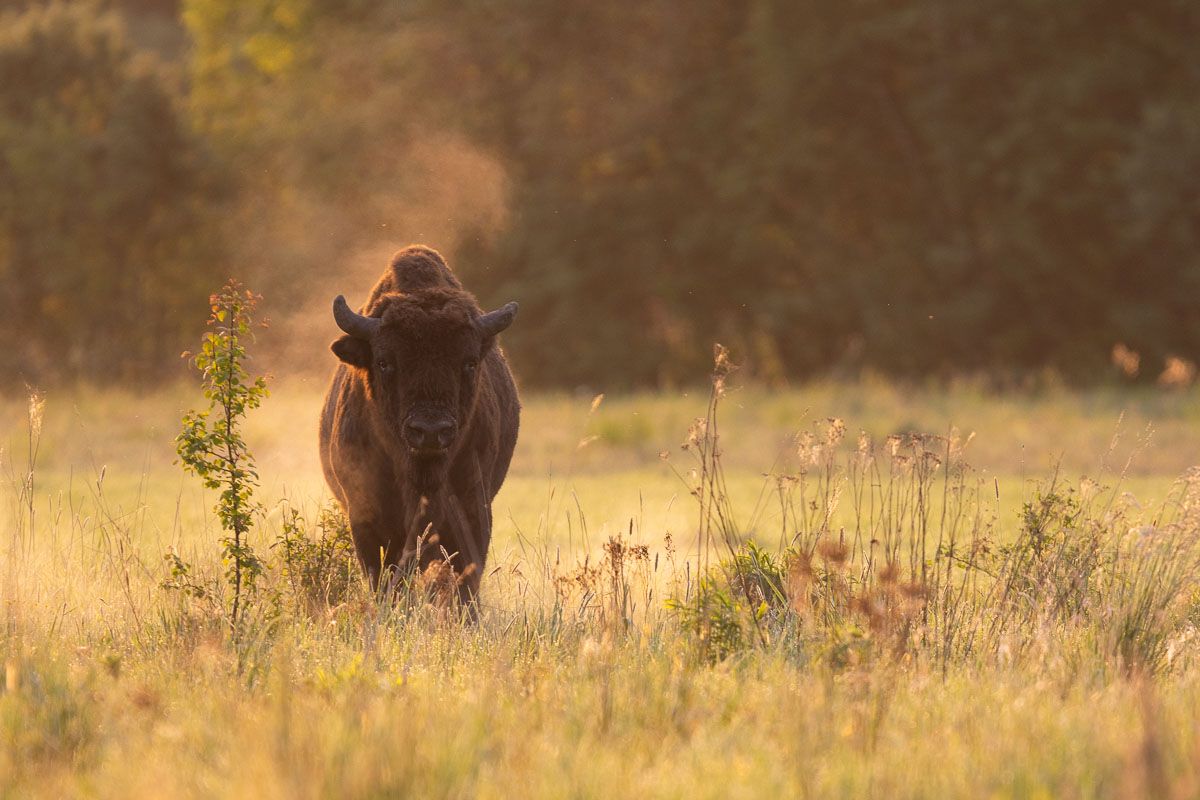 las,ssaki,żubry,fauna,dzika przyroda,podlasie,puszcza białowieska,zwierząta, Zakrzewski Marcin