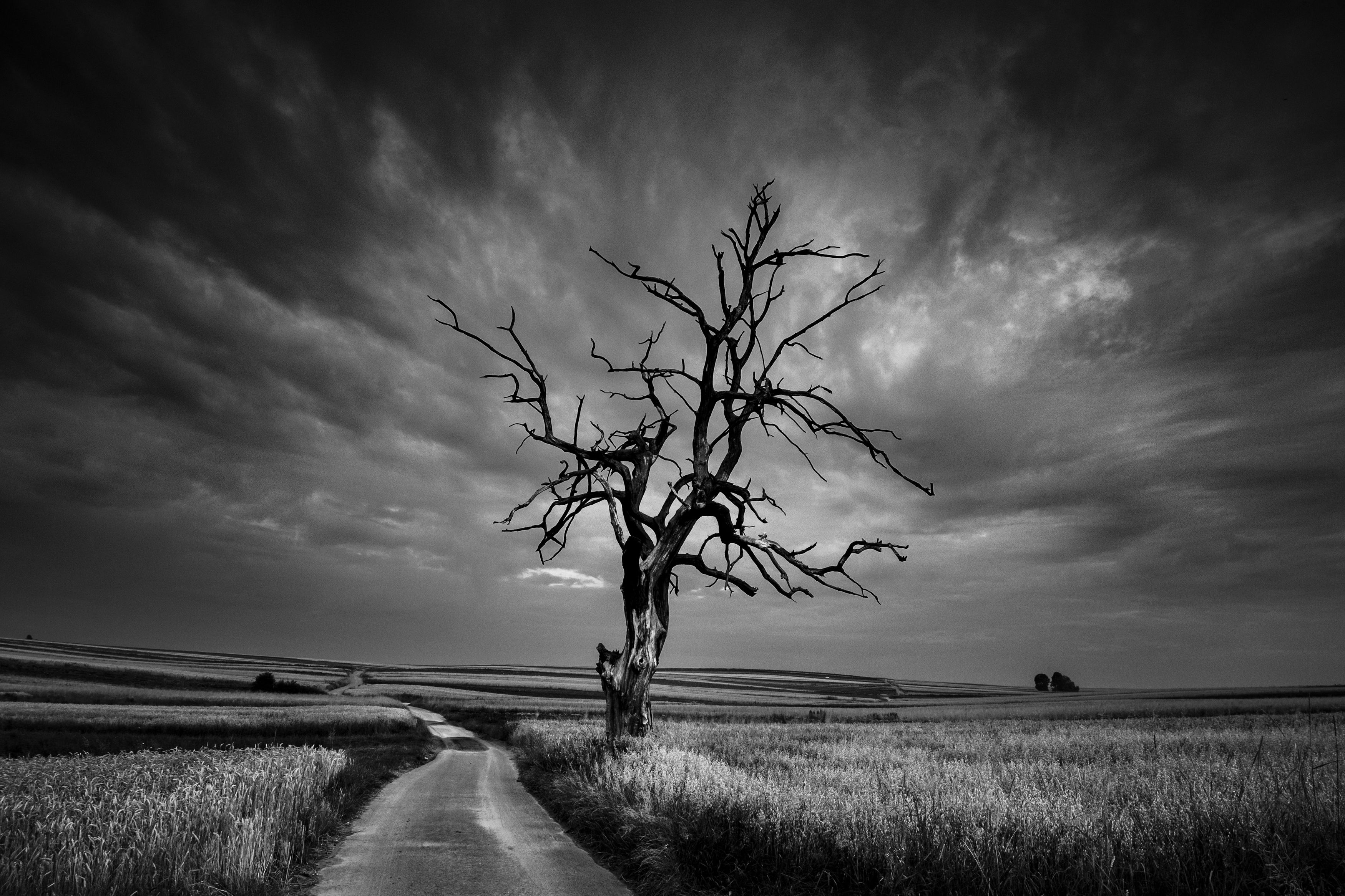 day, horizontal, photography, tree, nature, landscape, tranquil, sky, agricultural, field, cloud, grass, monochrome, road, rural, Damian Cyfka